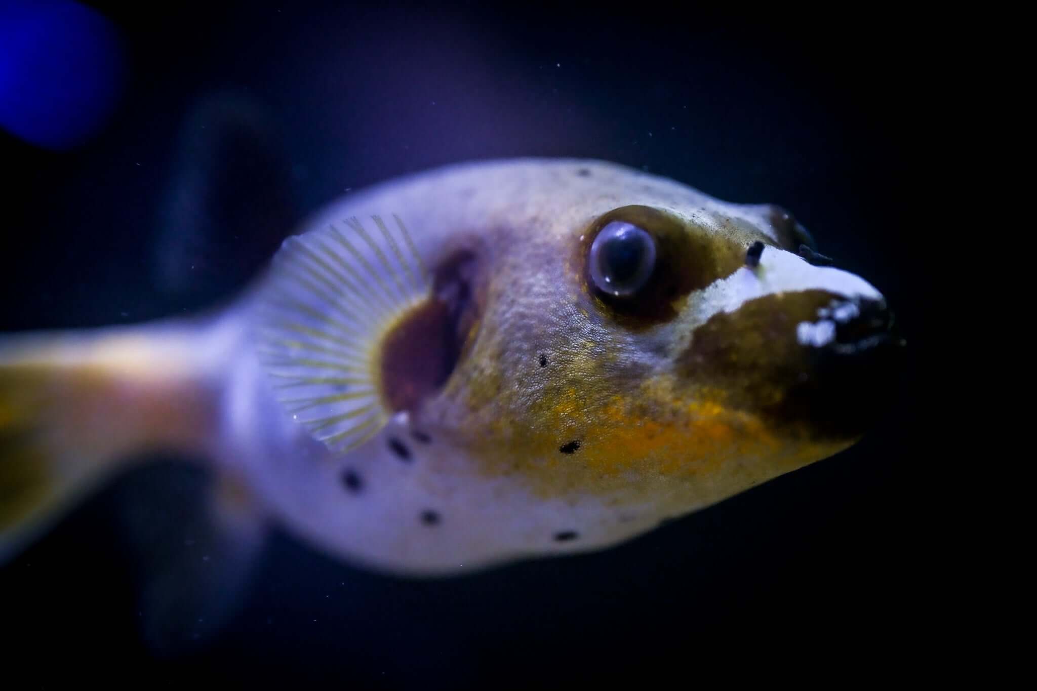 XL Yellow Belly Dogface Puffer *ULTRA YELLOW*