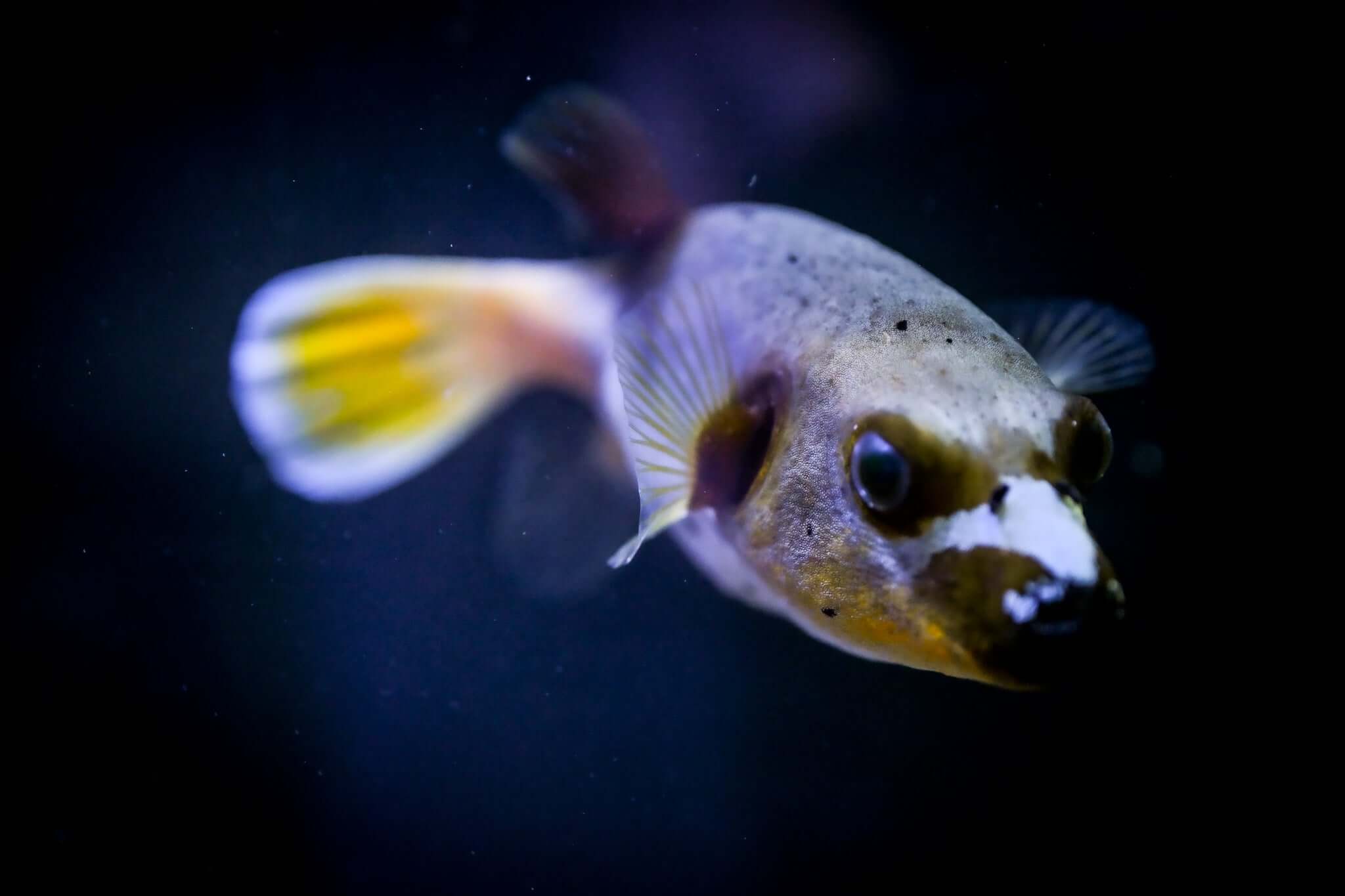 XL Yellow Belly Dogface Puffer *ULTRA YELLOW*