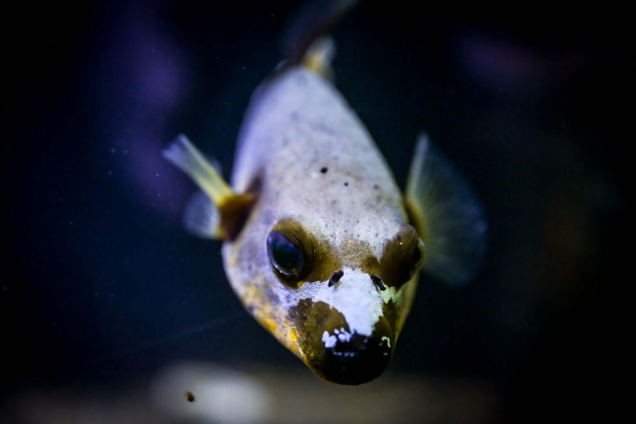 XL Yellow Belly Dogface Puffer *ULTRA YELLOW*