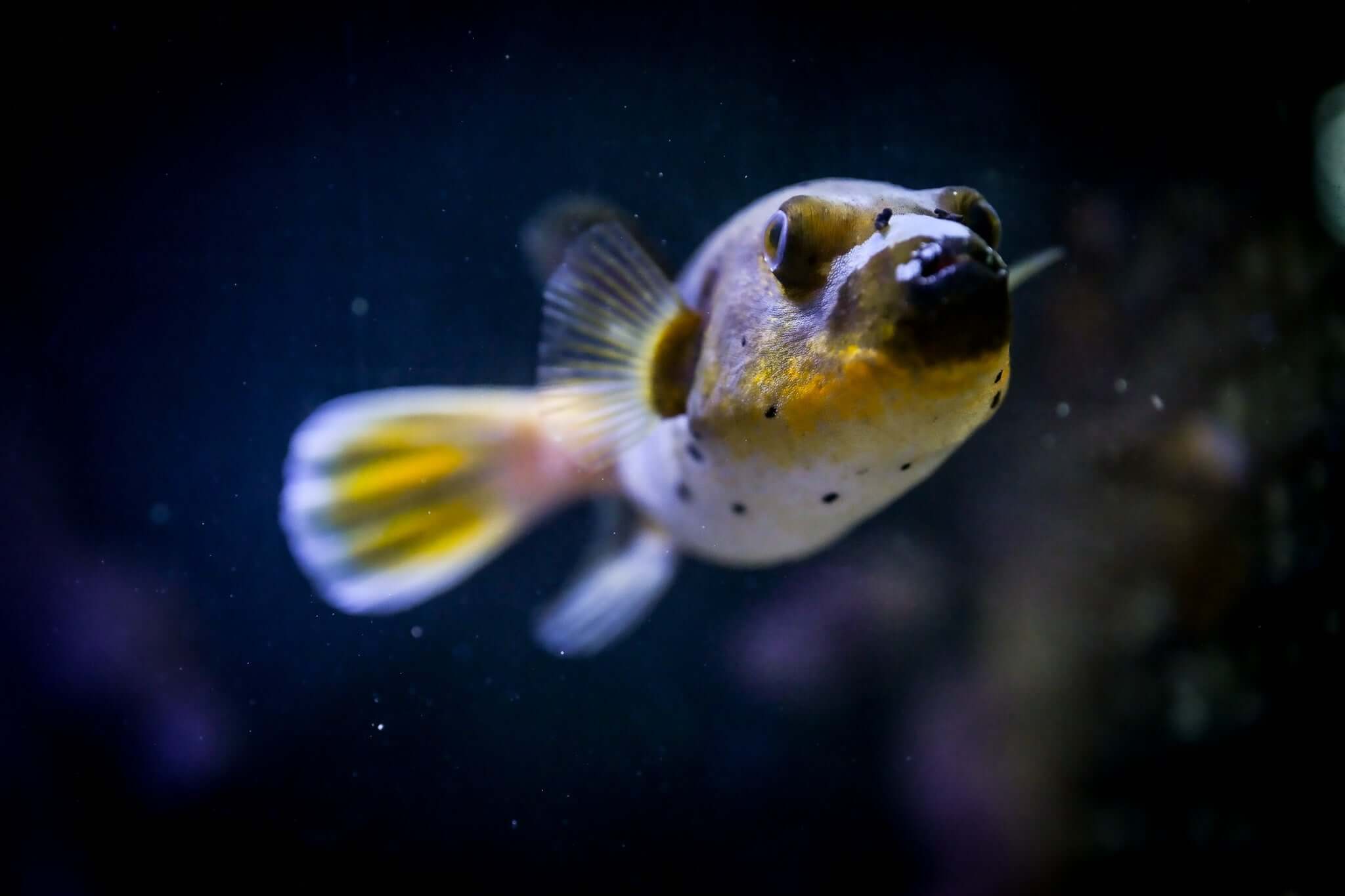 XL Yellow Belly Dogface Puffer *ULTRA YELLOW*