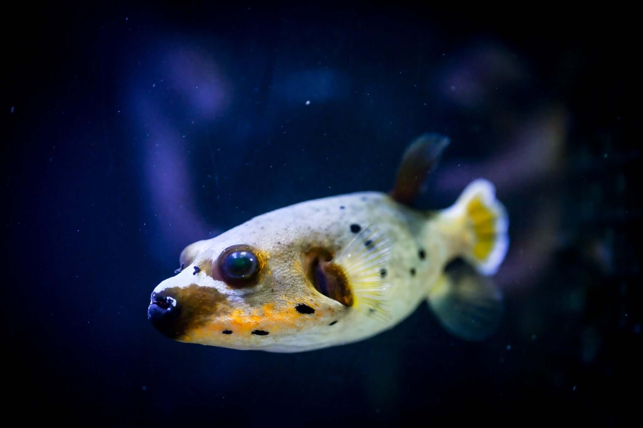 XL Yellow Belly Dogface Puffer *ULTRA YELLOW*