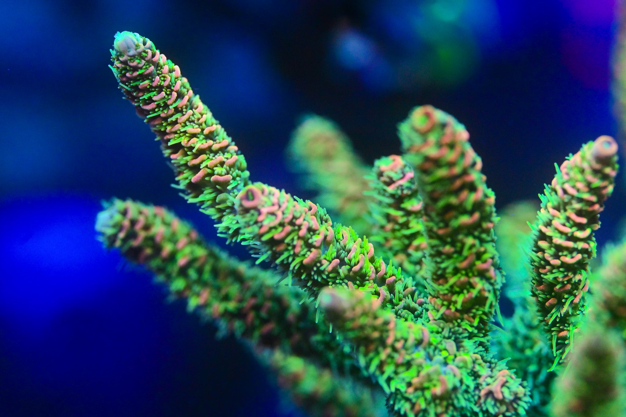 RC Yoshi's Island Acropora *CUT TO ORDER*
