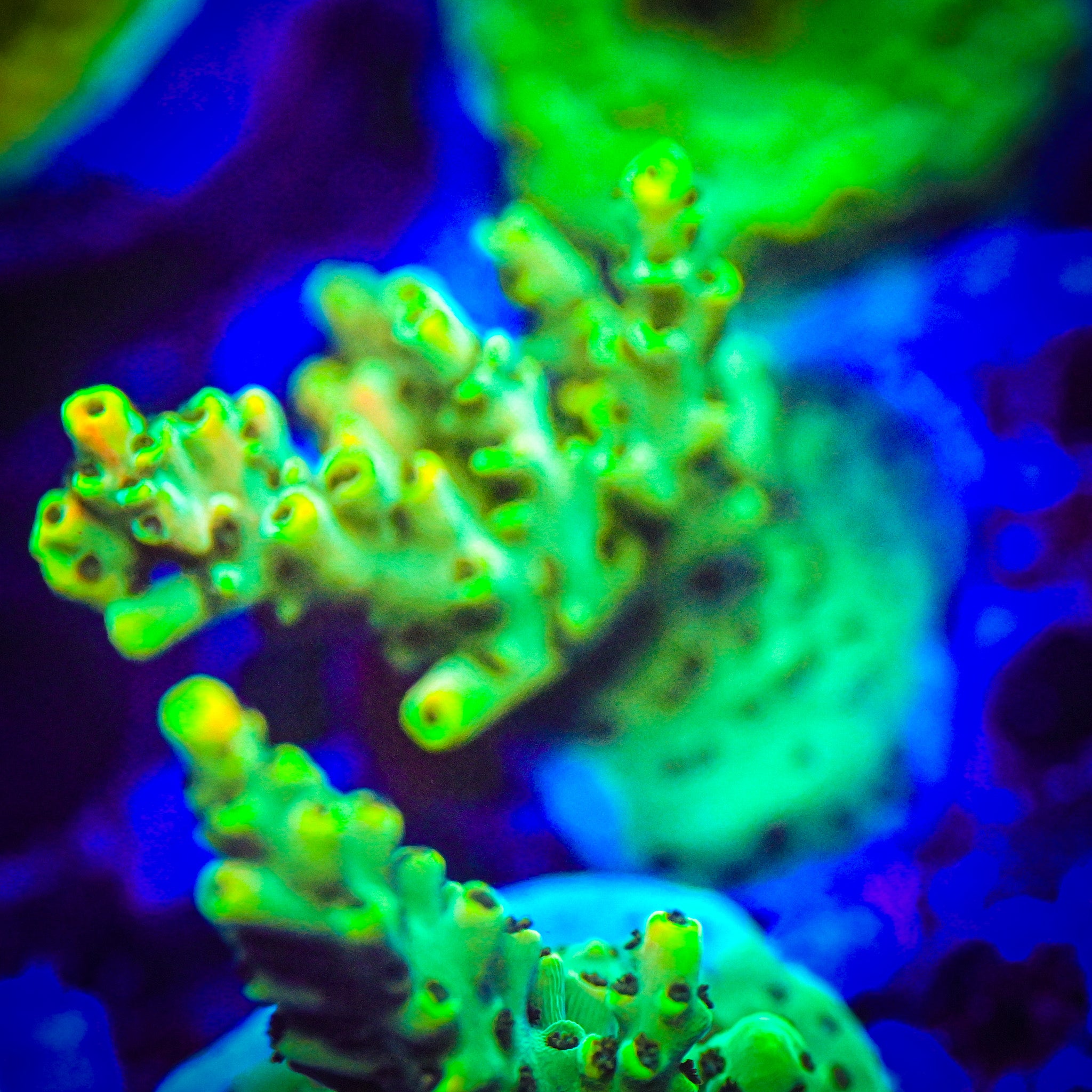TSA Dan Aykroyd Acropora *WYSIWYG*