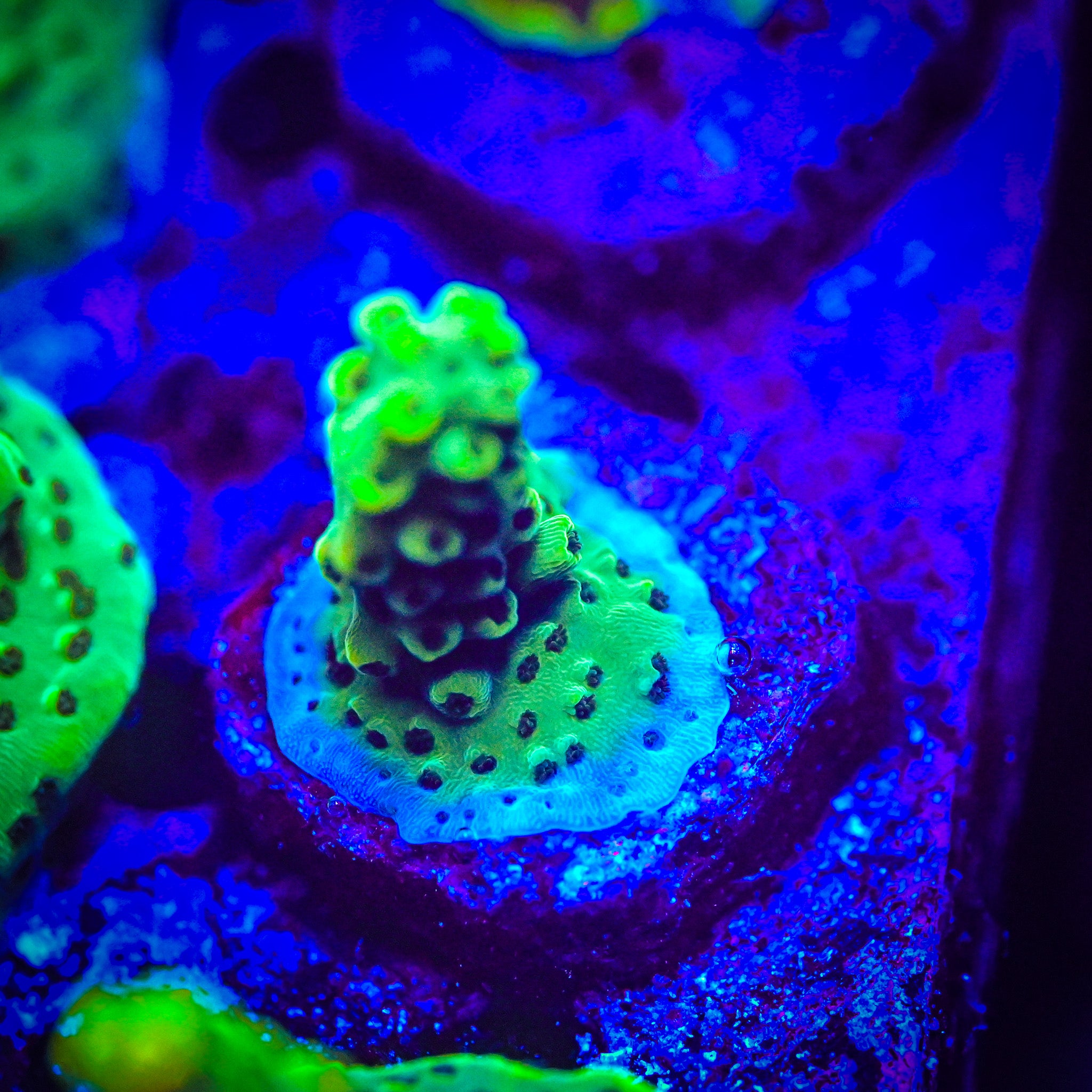 TSA Dan Aykroyd Acropora *WYSIWYG*