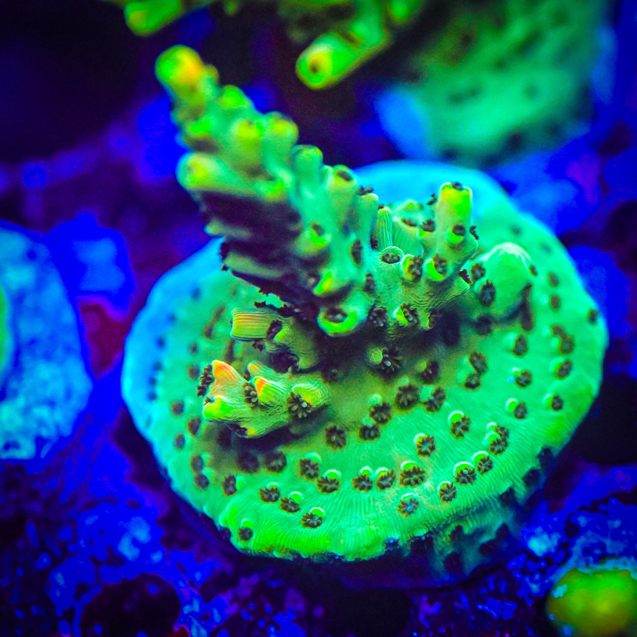 TSA Dan Aykroyd Acropora *WYSIWYG*
