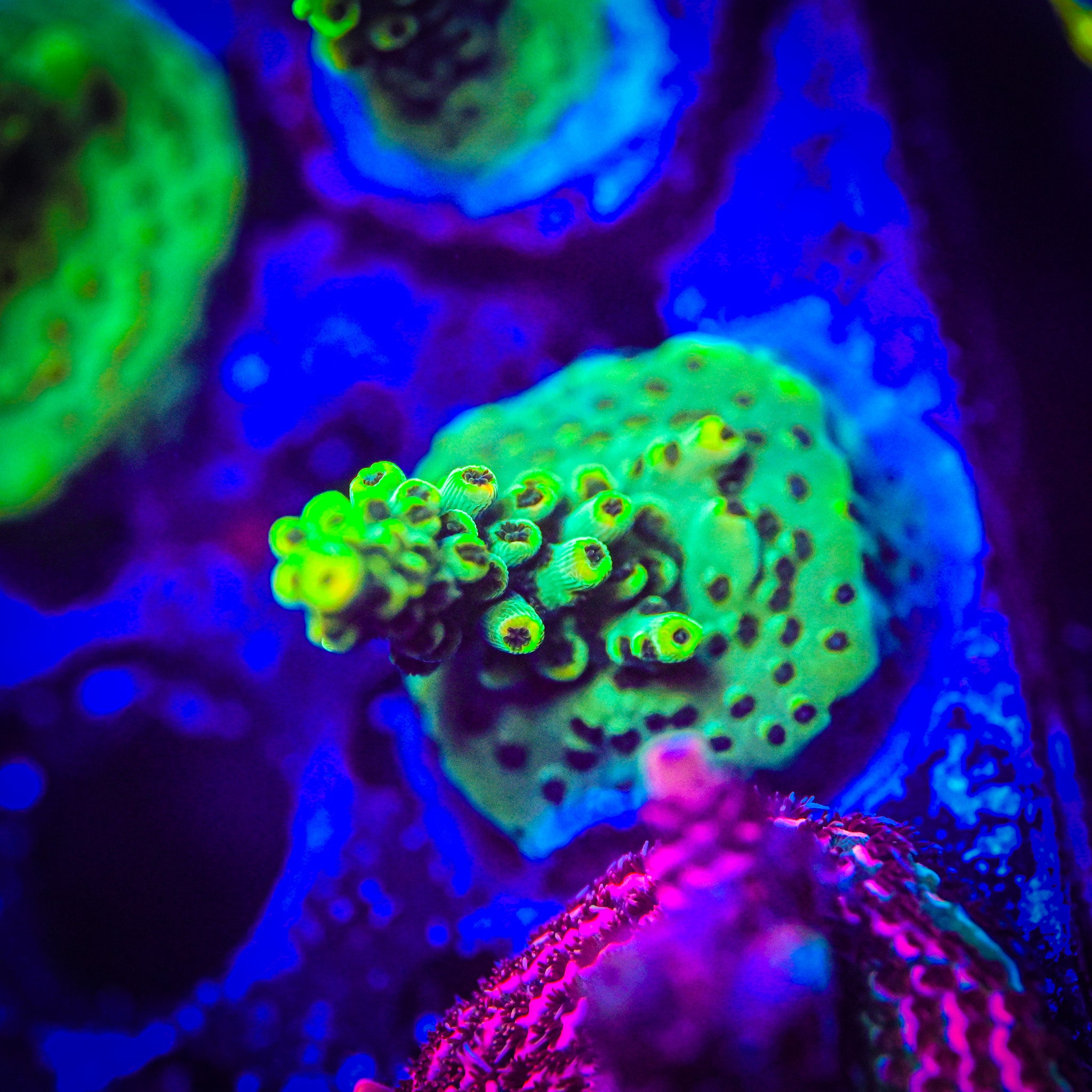 TSA Dan Aykroyd Acropora *WYSIWYG*