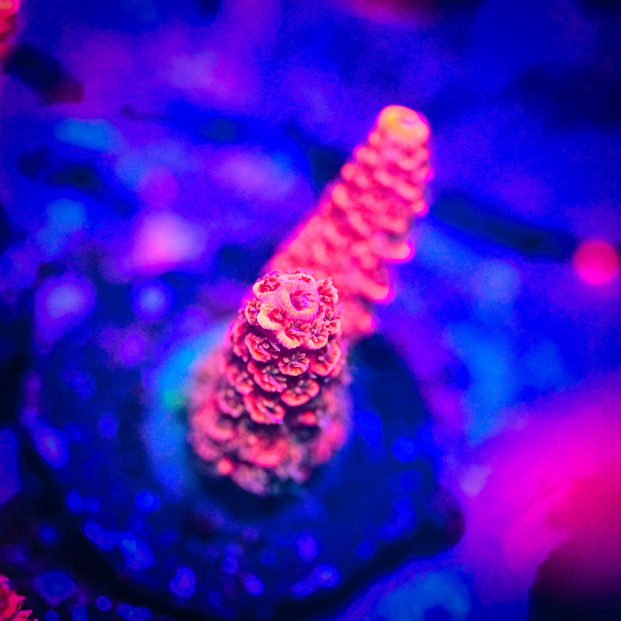 RC Furiosa Acropora *WYSIWYG*
