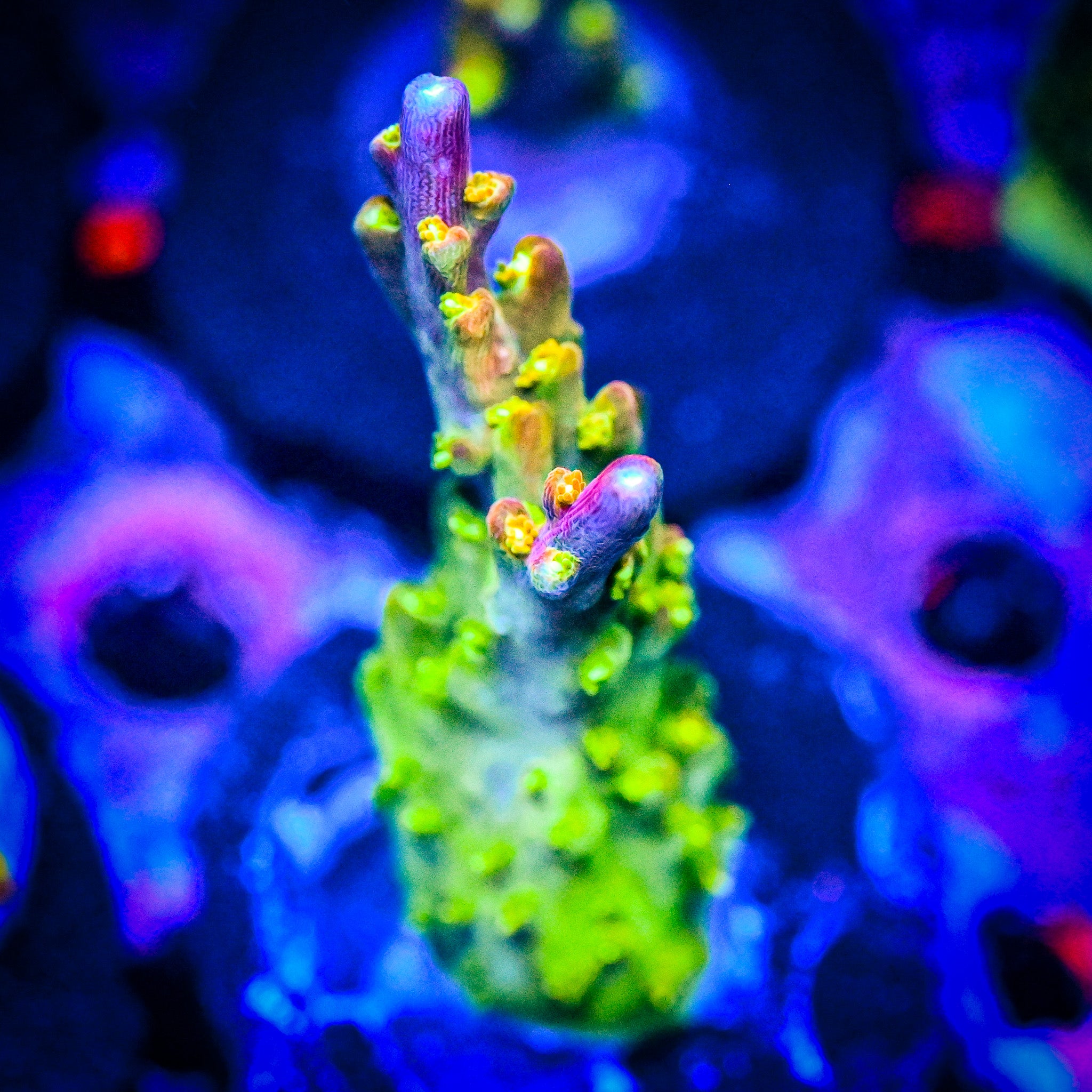Paletta Pink Tip Acropora *ALMOST WYSIWYG*