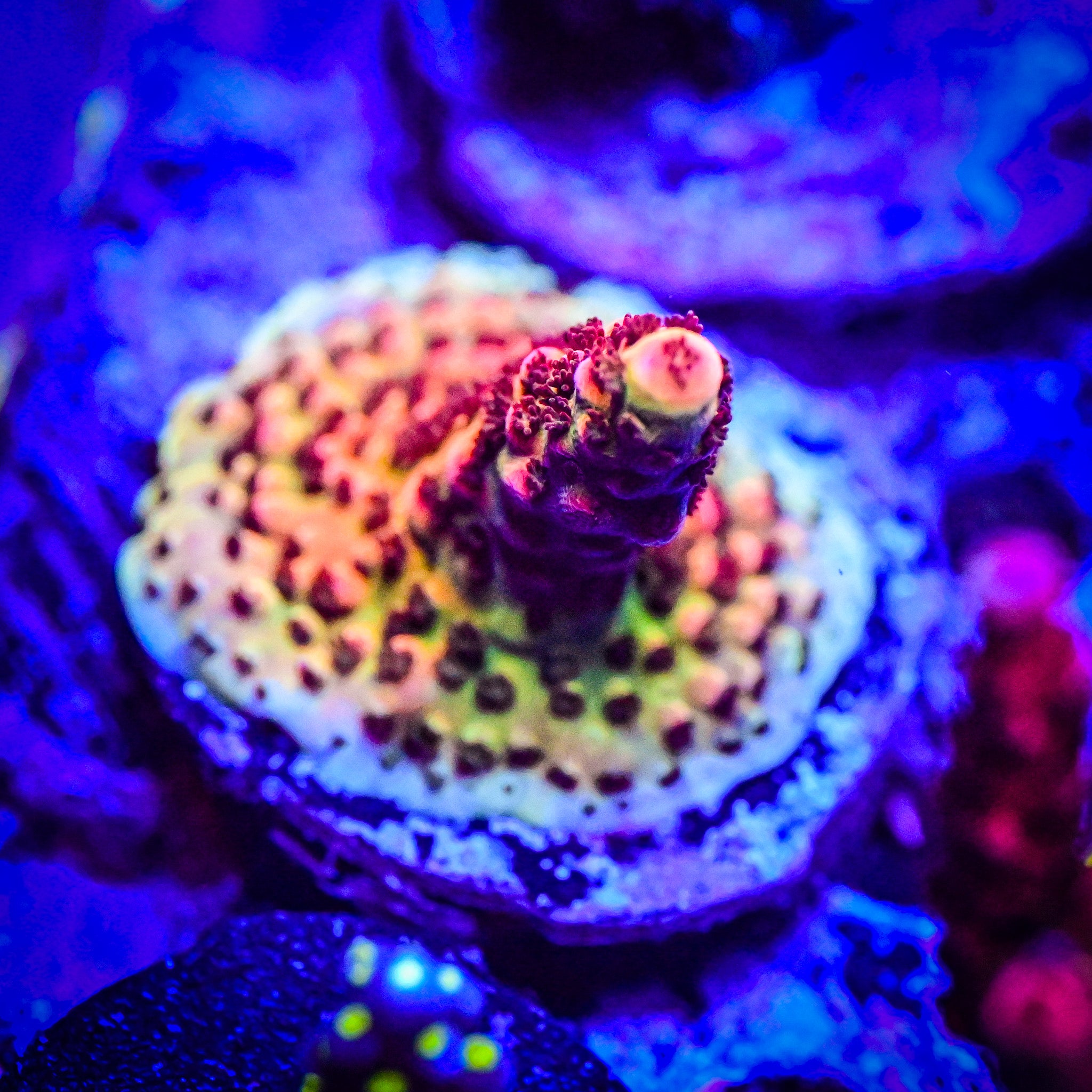 PC Rainbow Acropora Frag *WYSIWYG*