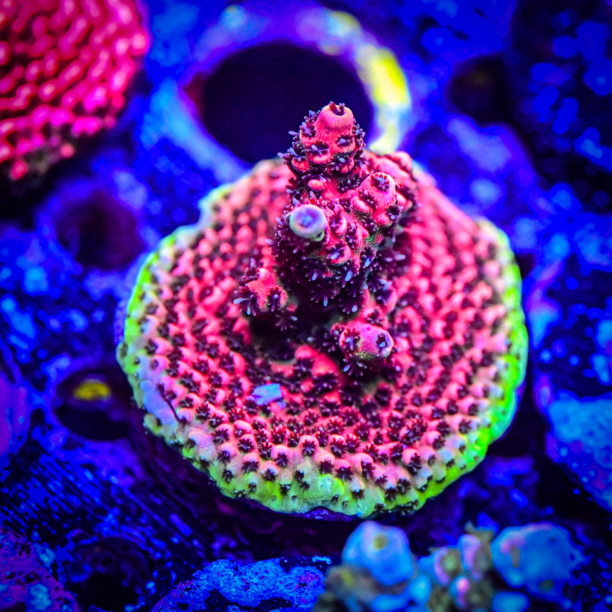 RC Furiosa Acropora *WYSIWYG*