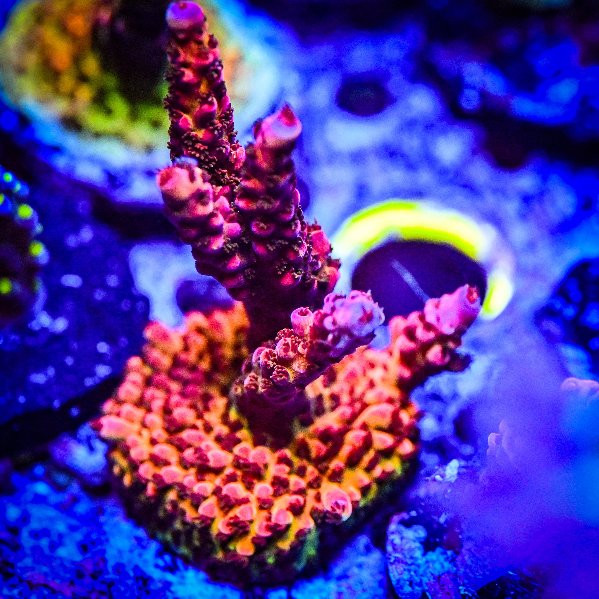 XL PC Rainbow Acropora Frag *WYSIWYG*