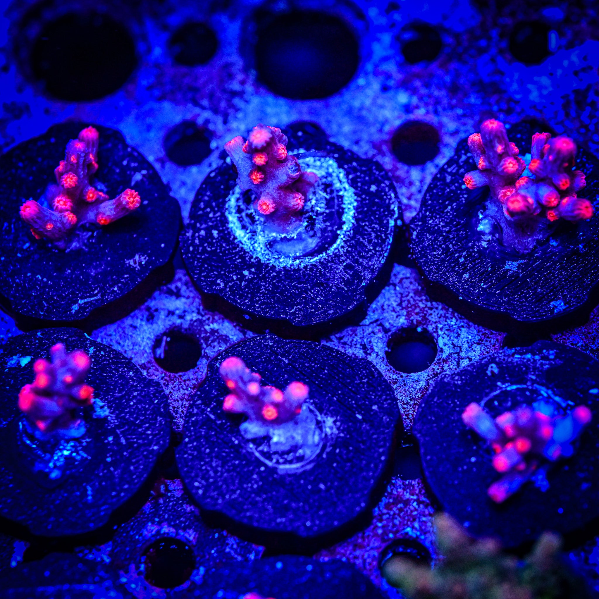 RC Pink Branching Cyphastrea Frag