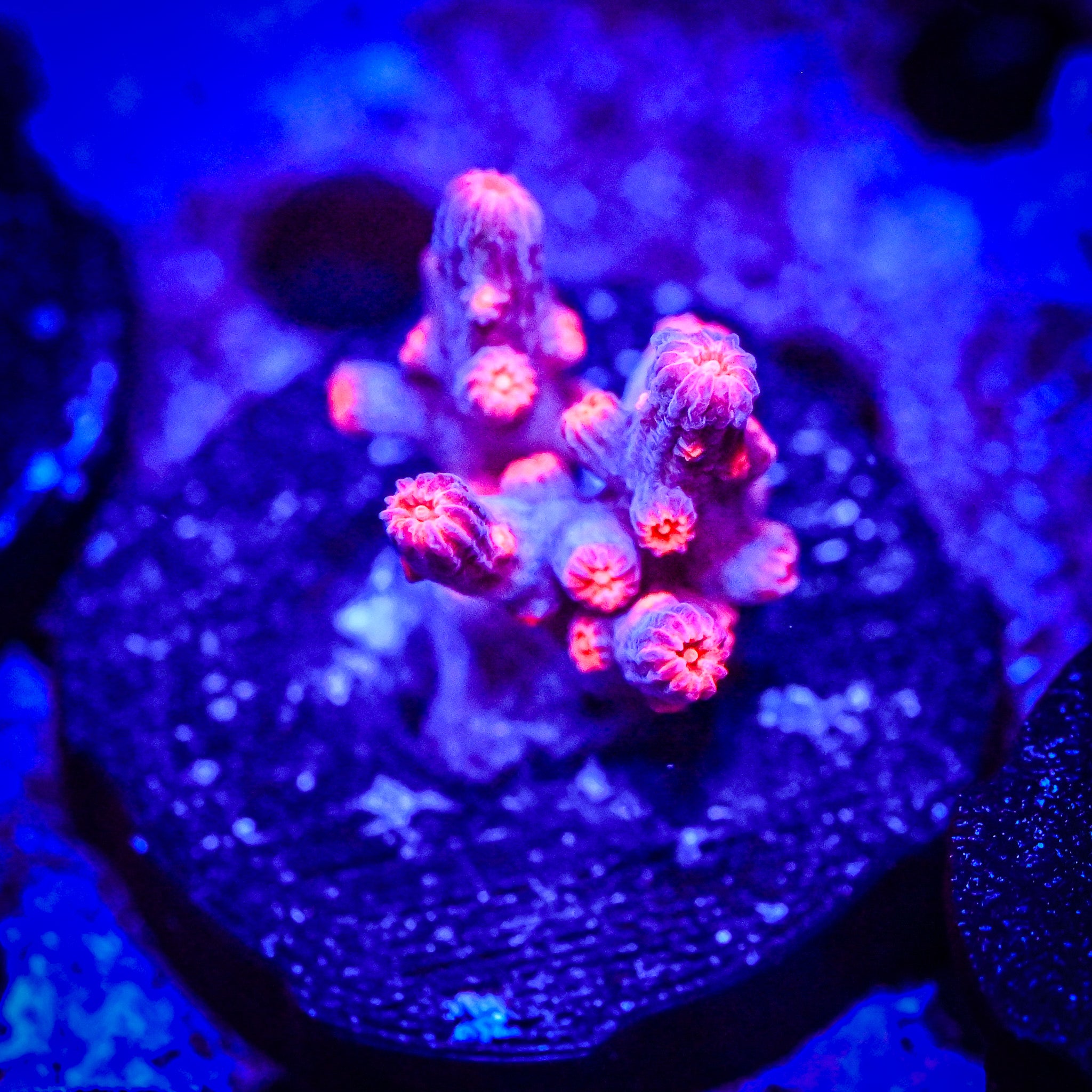 RC Pink Branching Cyphastrea Frag
