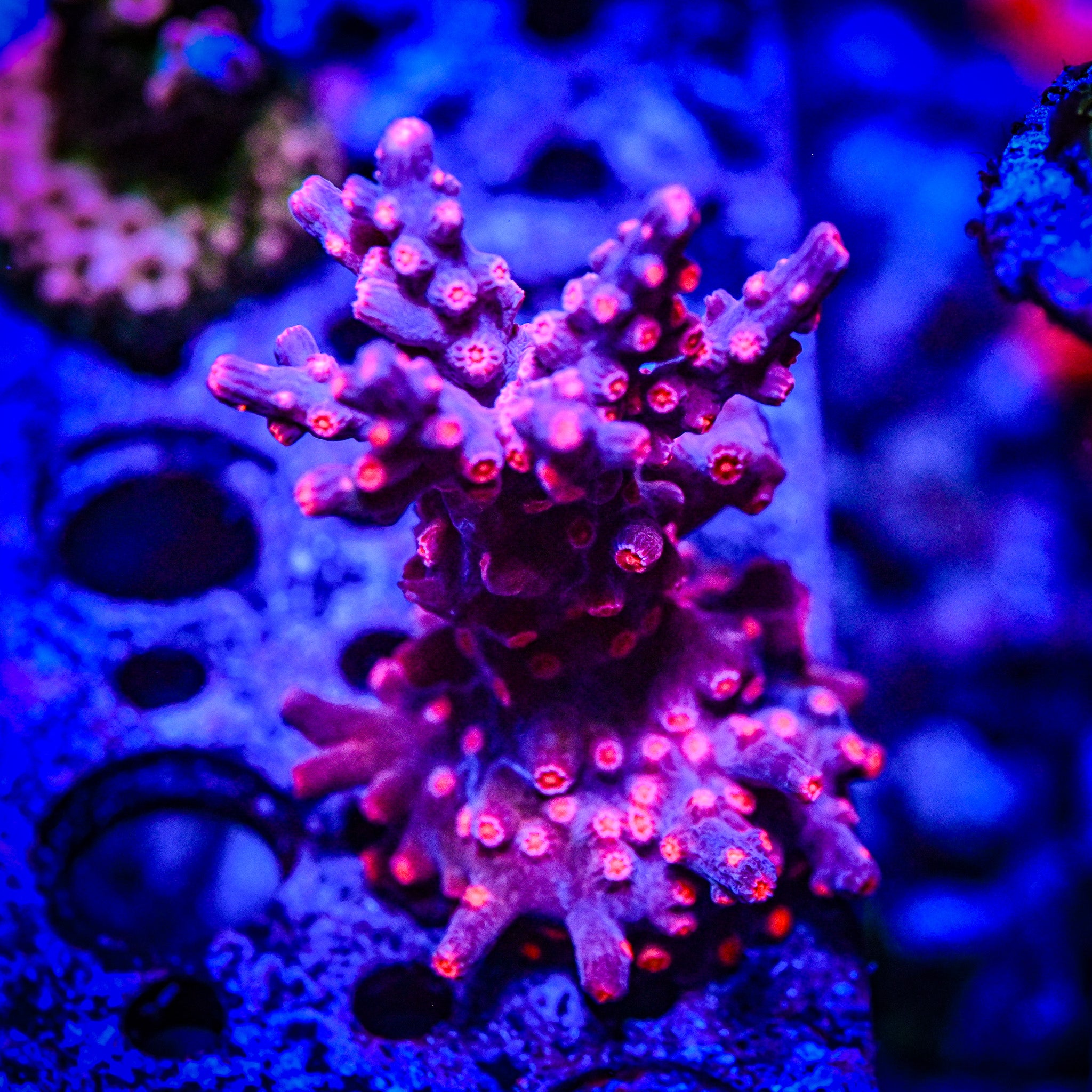 RC Pink Branching Cyphastrea Frag