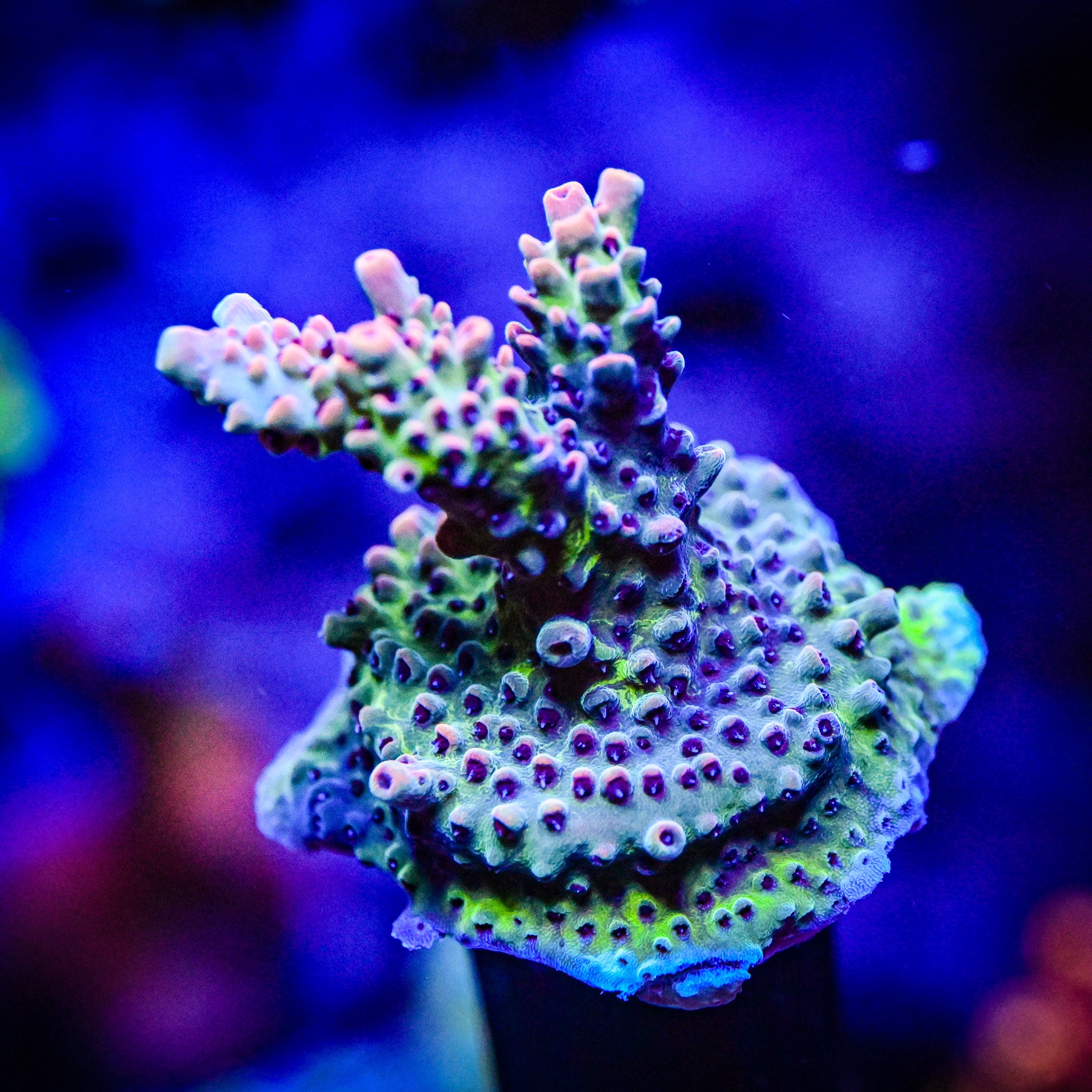 RC Cthulu Acropora *WYSIWYG*