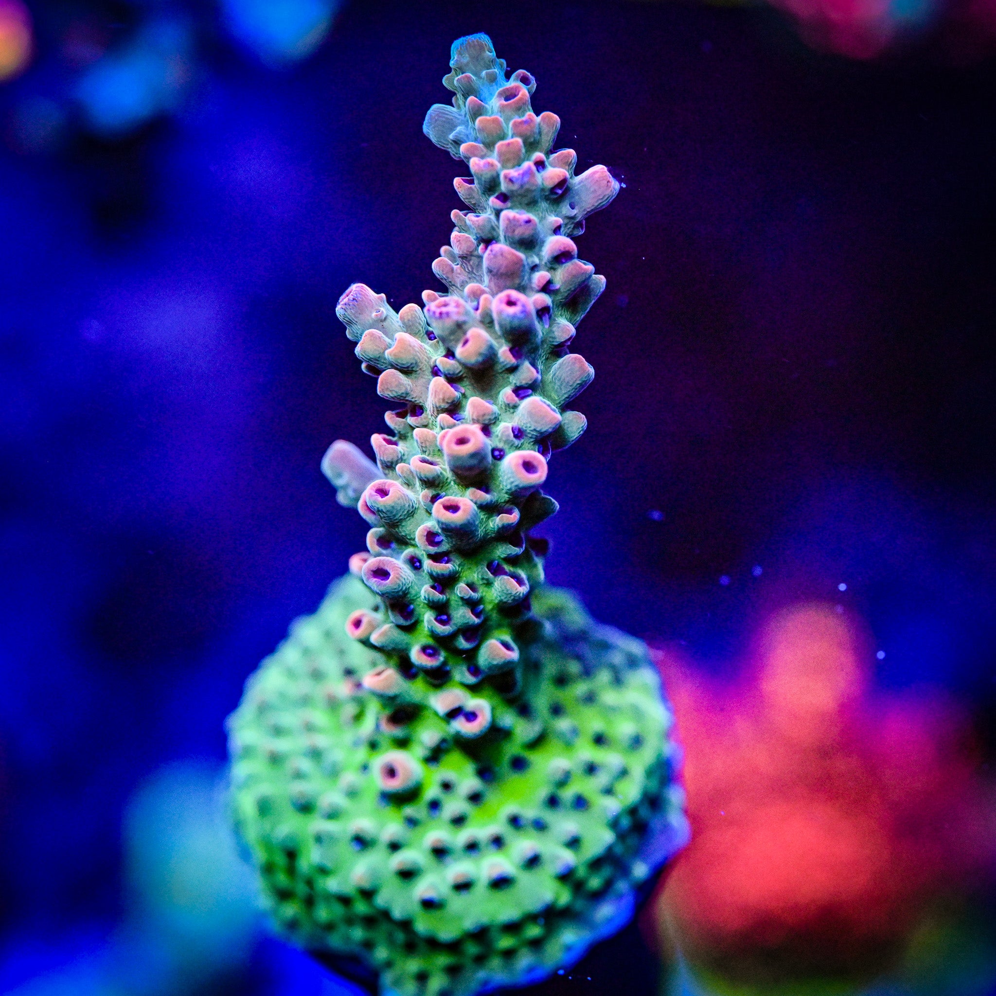 RC Cthulu Acropora *WYSIWYG*