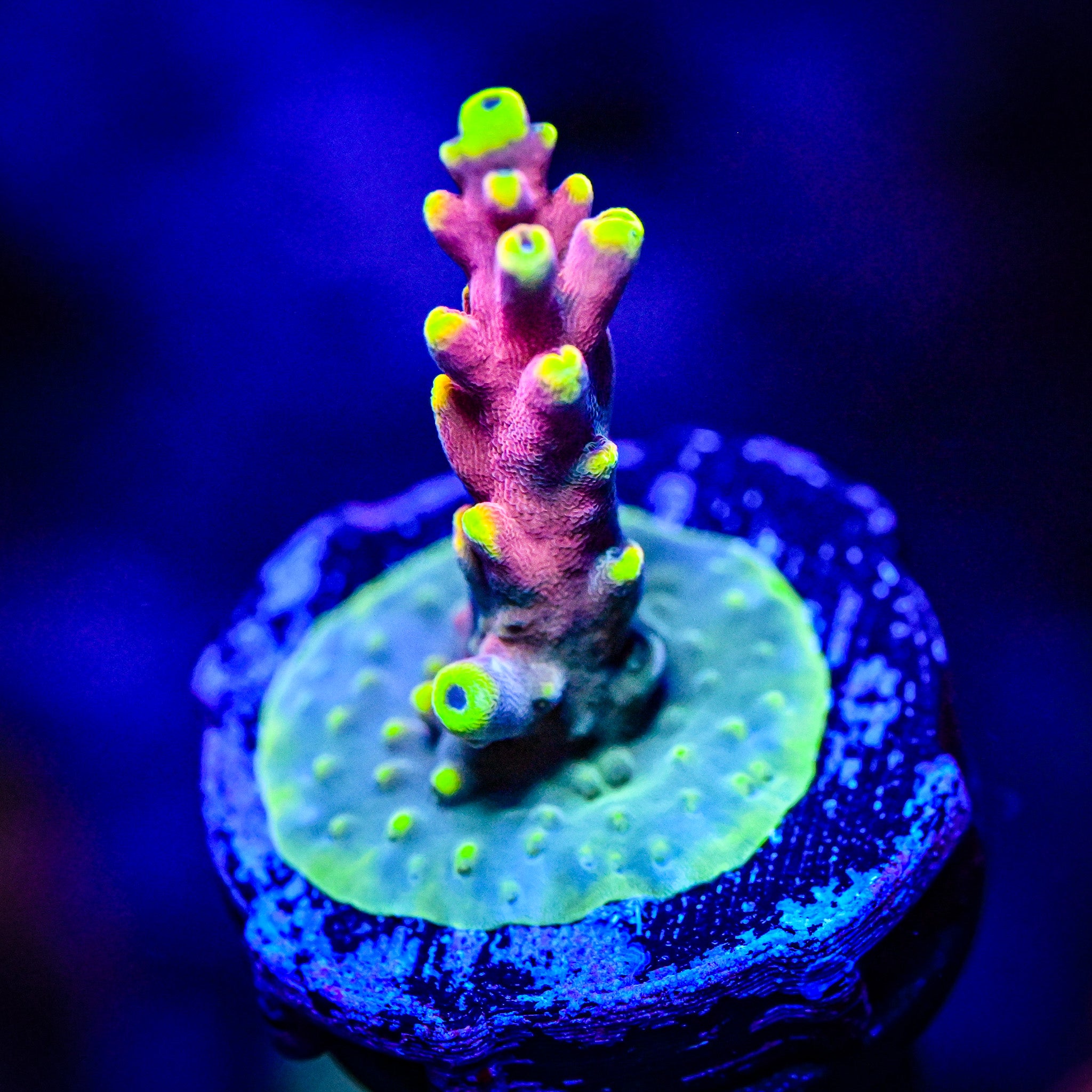 TSA Bollywoood Acropora *WYSIWYG*