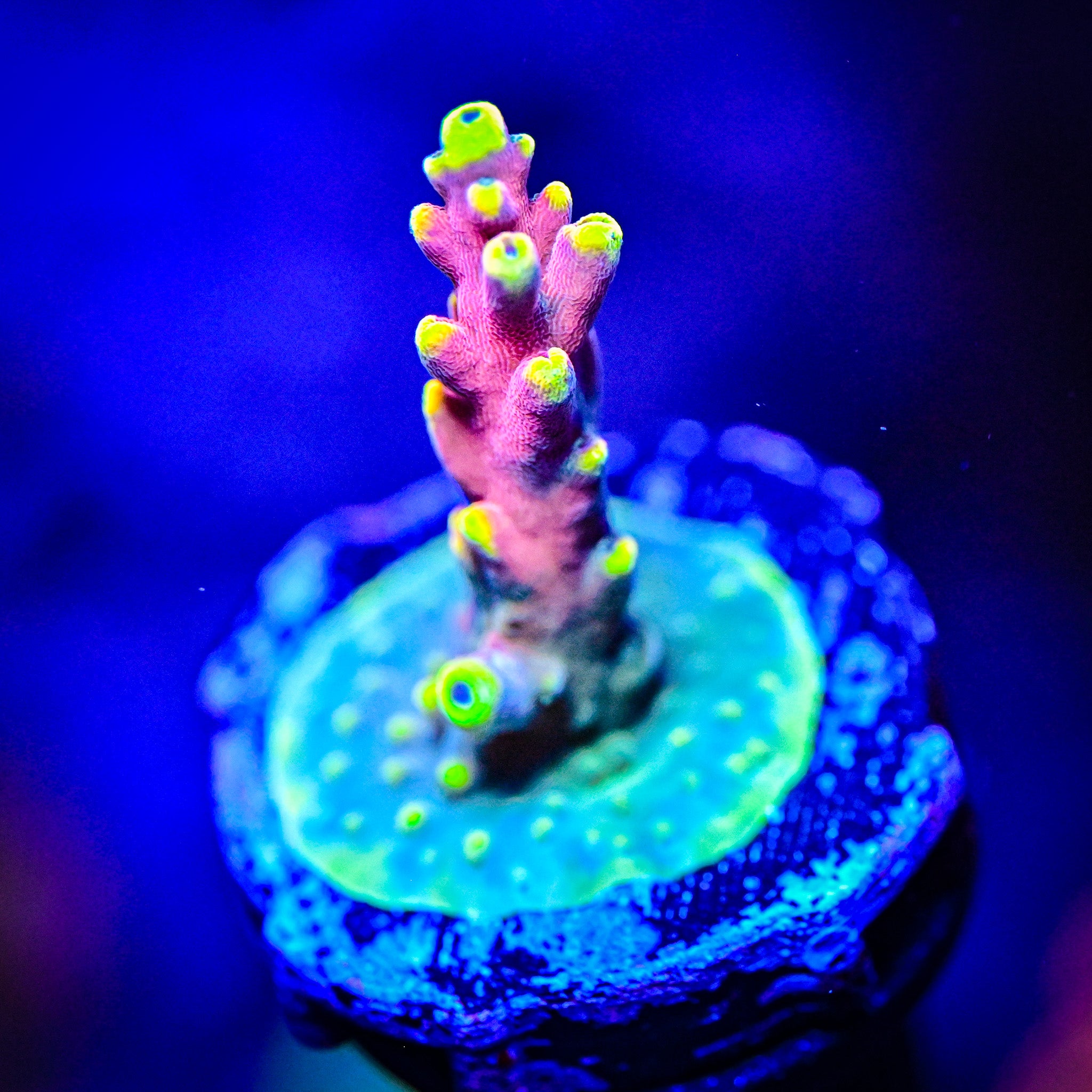 TSA Bollywoood Acropora *WYSIWYG*