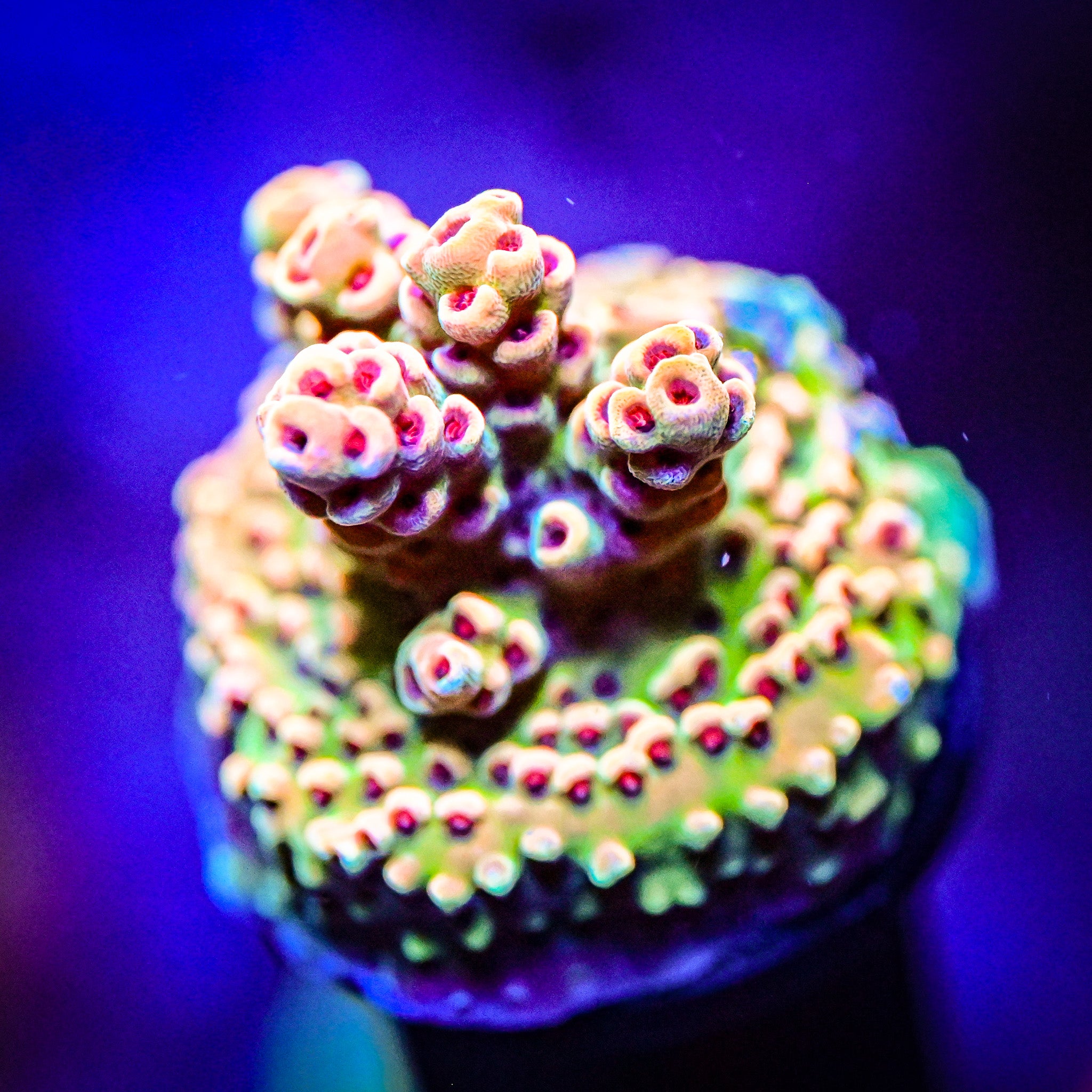 TSA Bill Murray Acropora  *WYSIWYG*