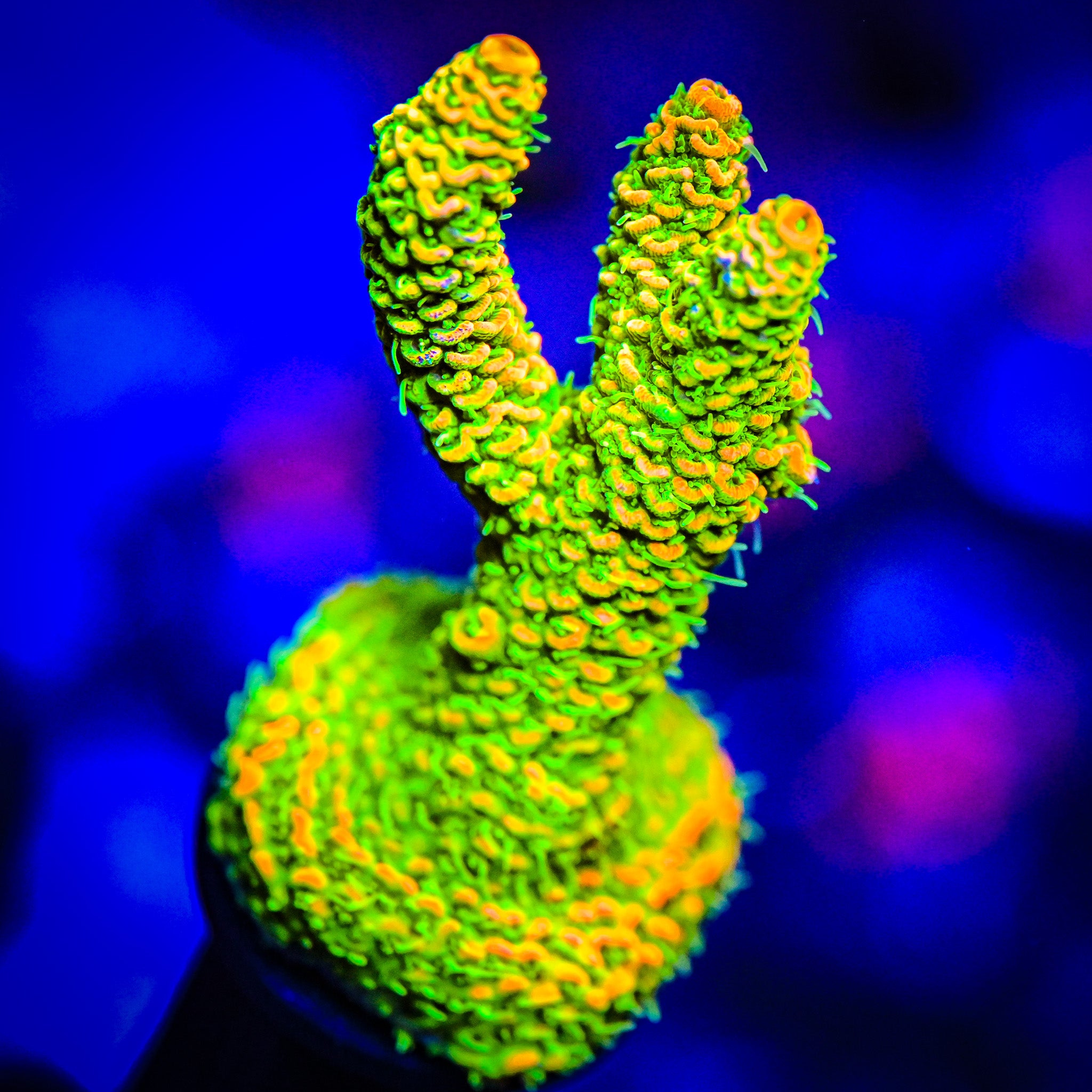 RC Tiger Bomb Acropora *WYSIWYG*
