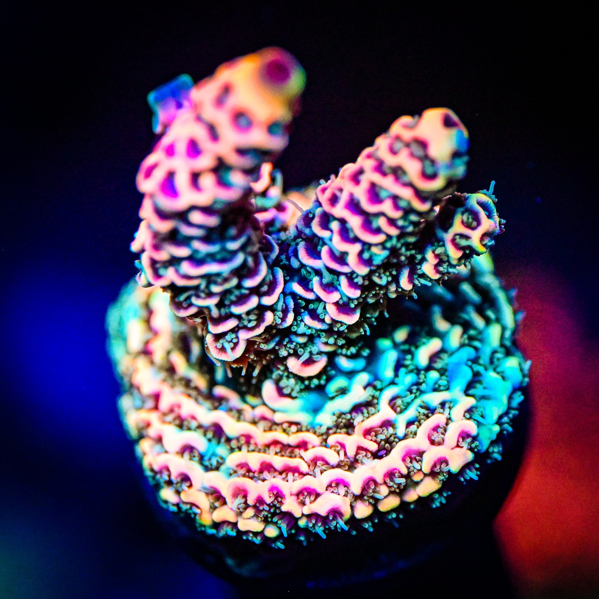 RC Uma Chroma Selago *WYSIWYG*