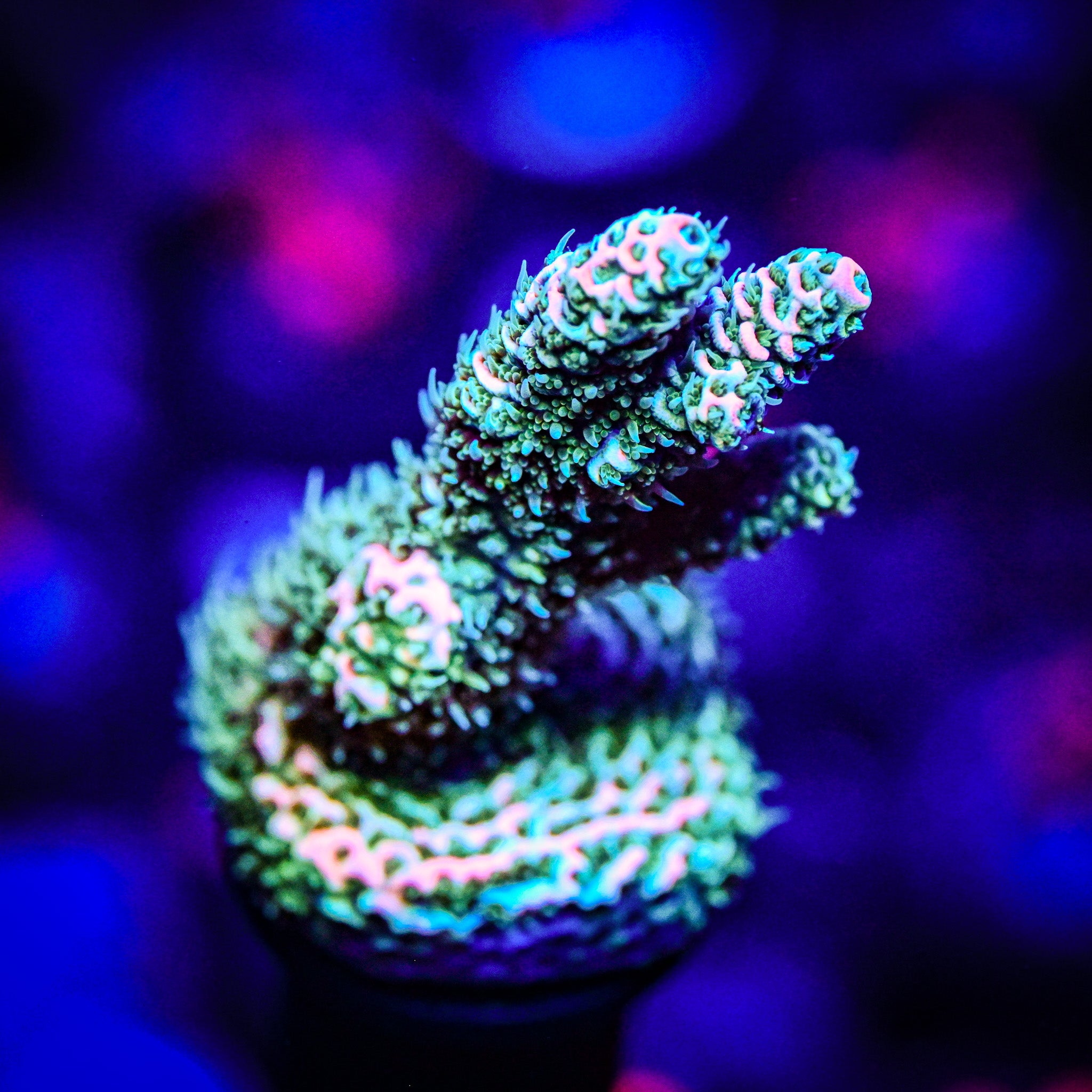 RC Ectoplasm Acropora *WYSIWYG*