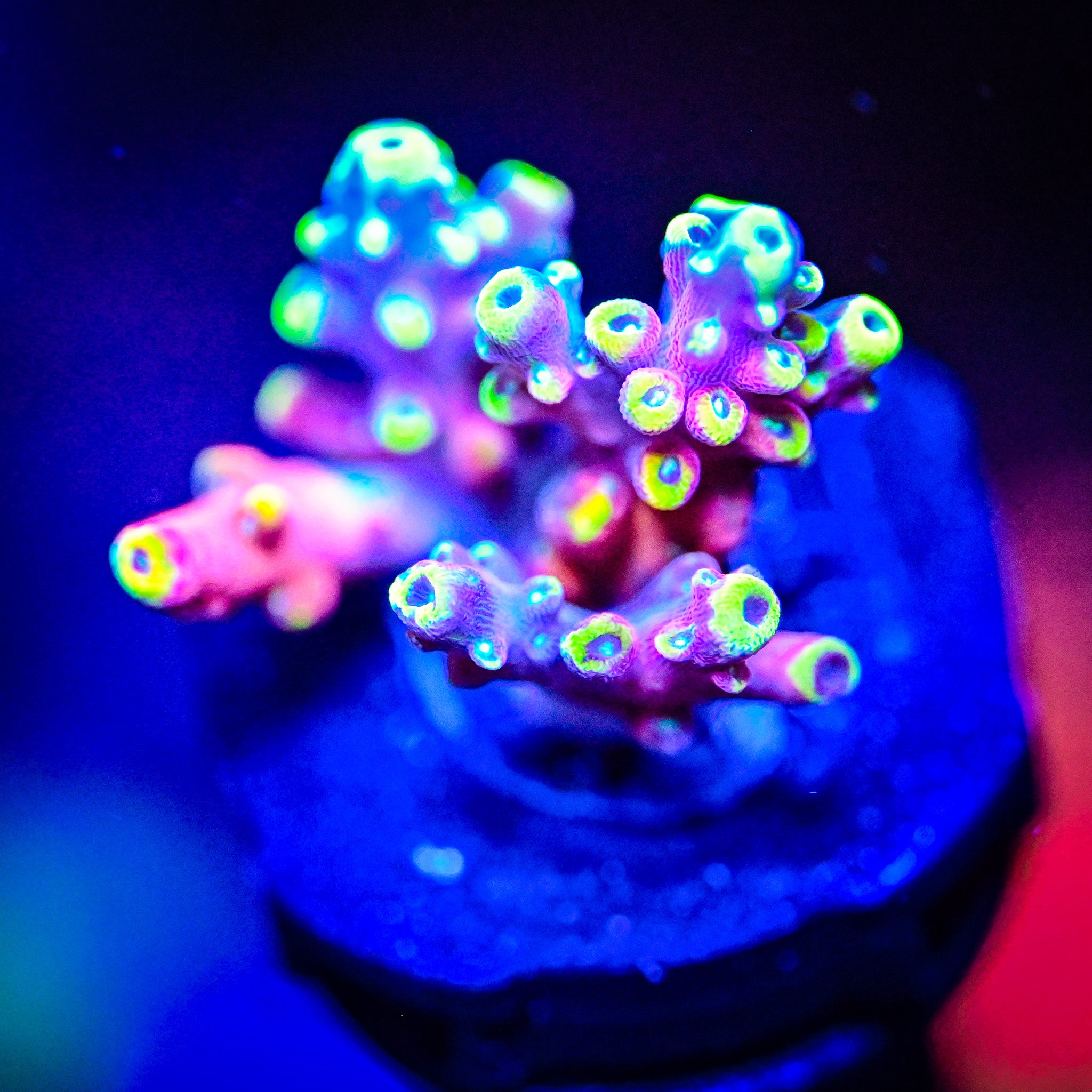 TSA Bollywoood Acropora *WYSIWYG*