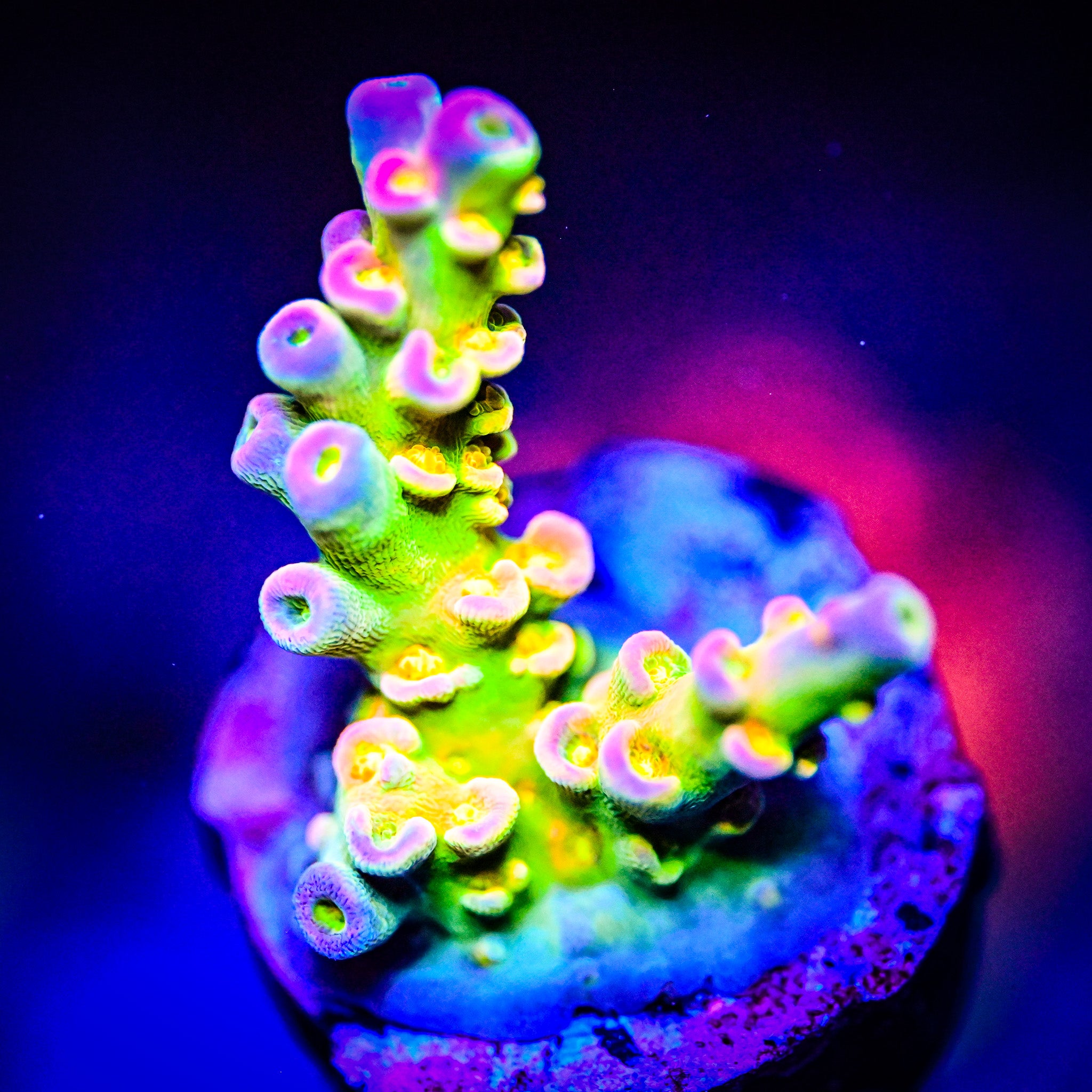 BigR Walt Disney Acropora *WYSIWYG*