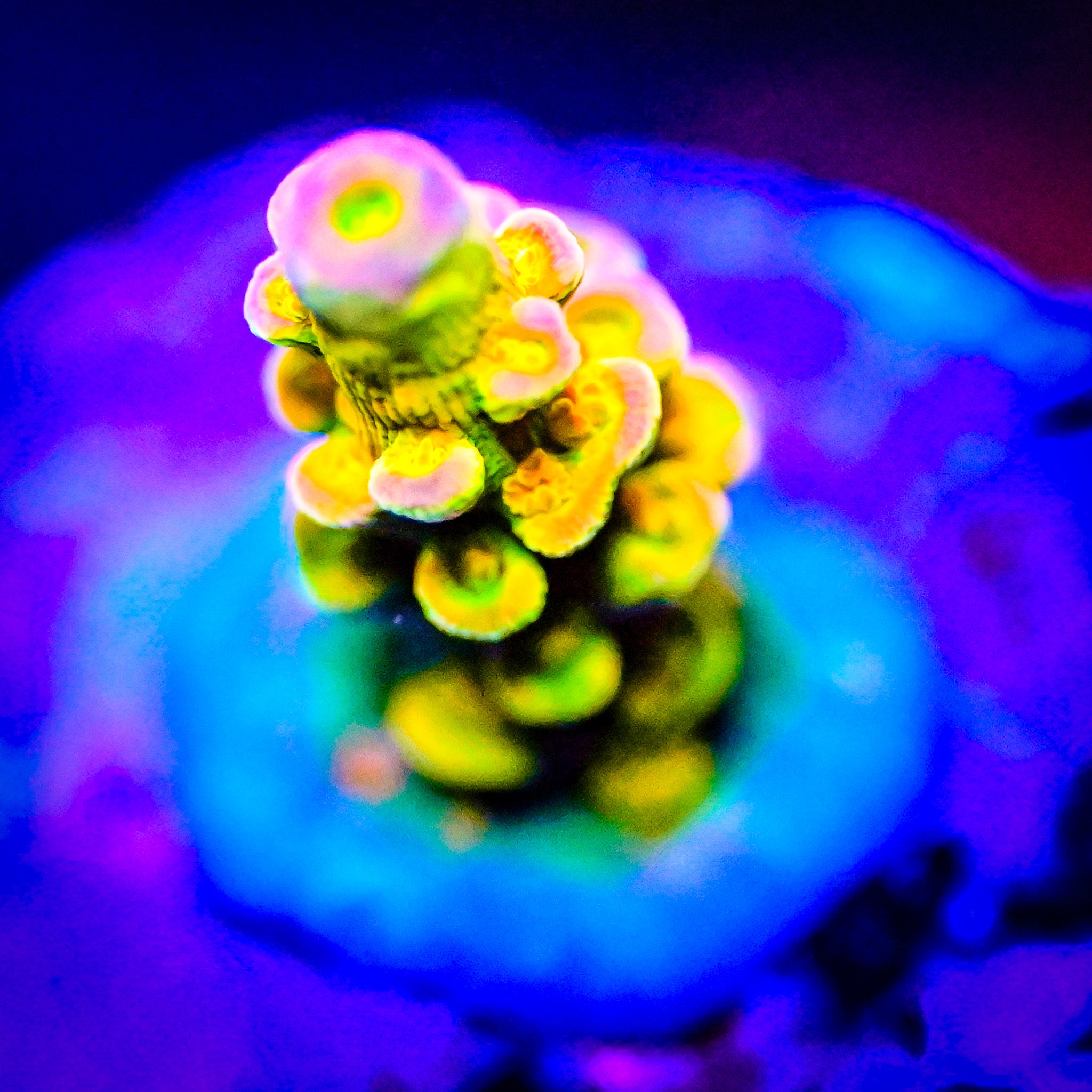 BigR Walt Disney Acropora *WYSIWYG*