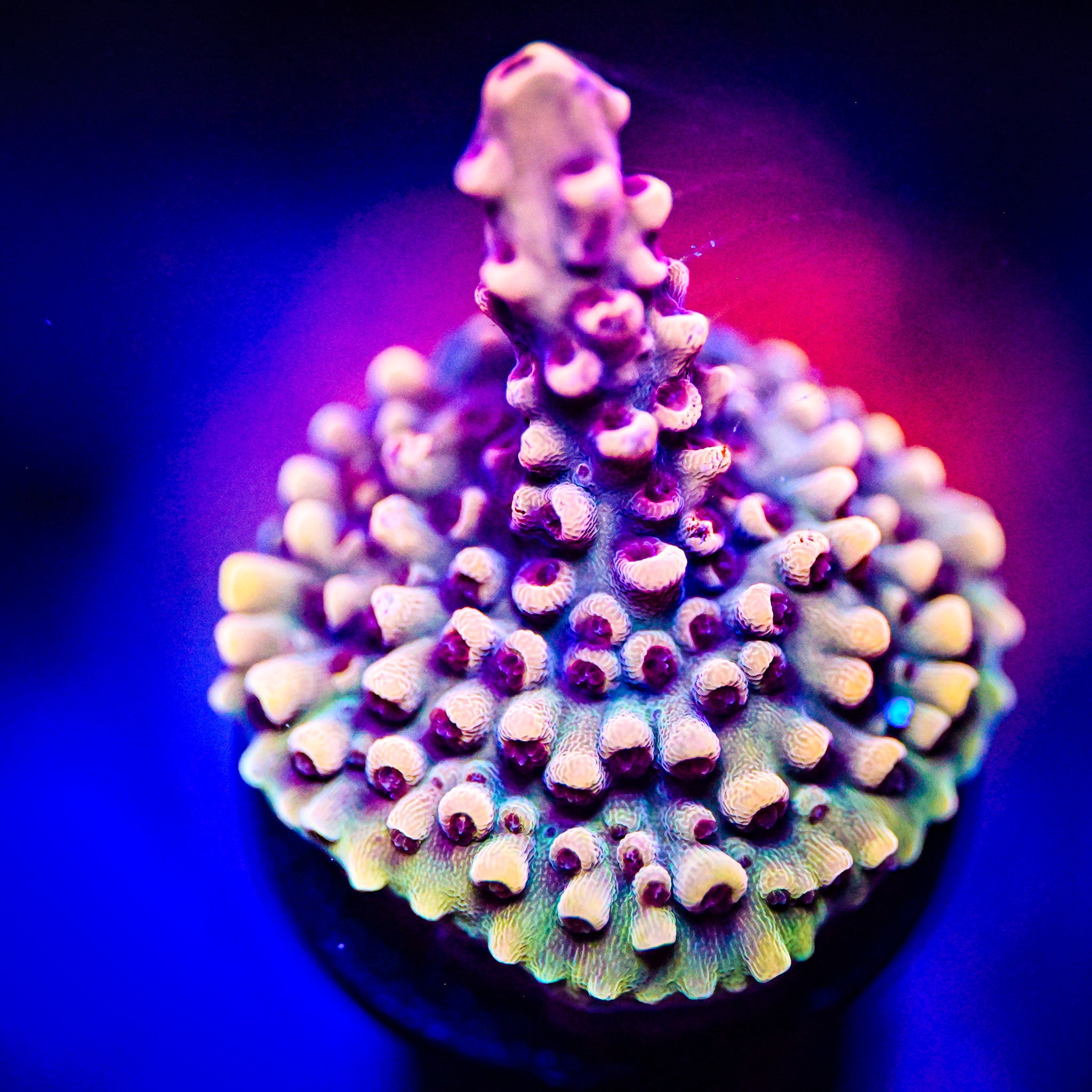 GB Fury Acropora *WYSIWYG*