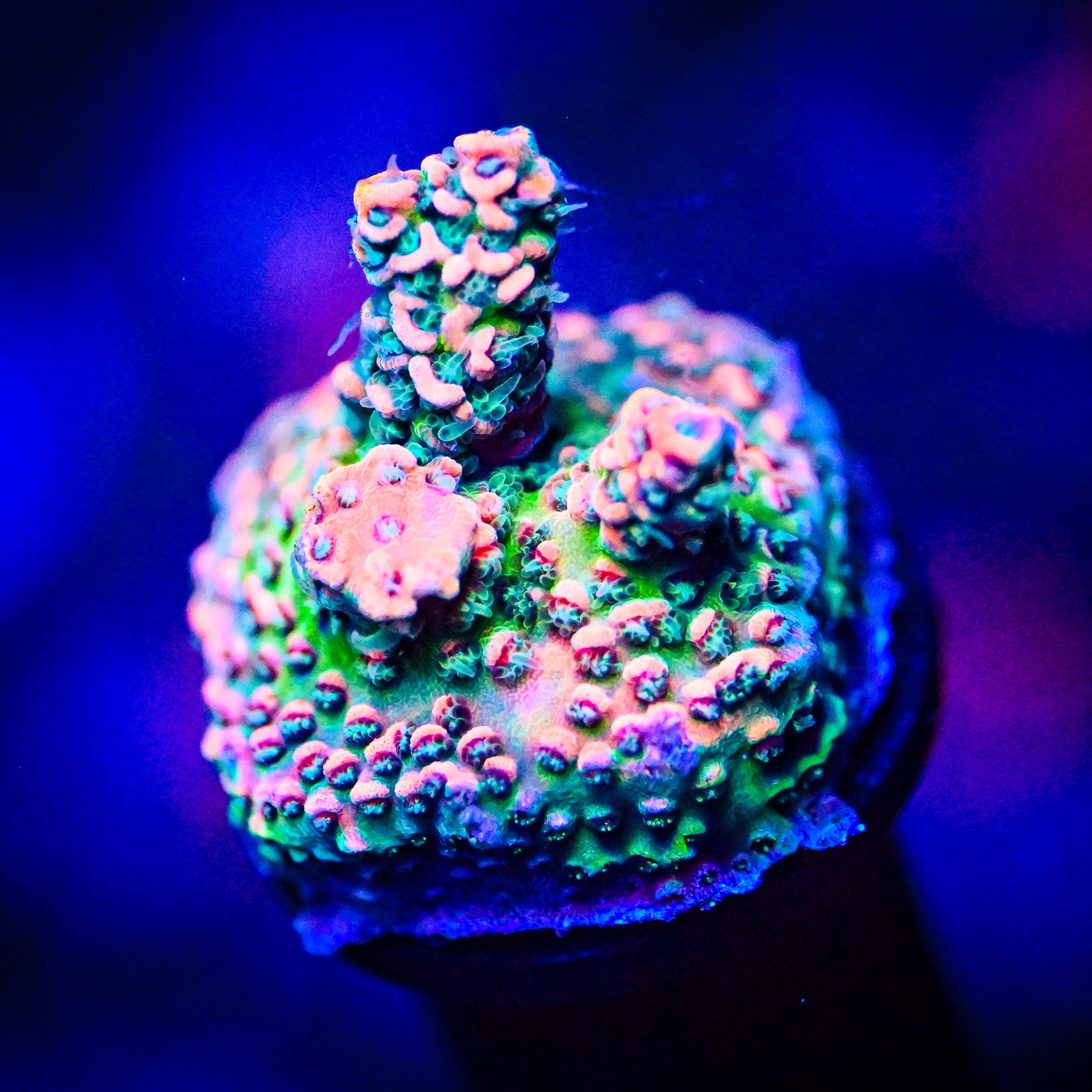 RC Ectoplasma Acropora *WYSIWYG*