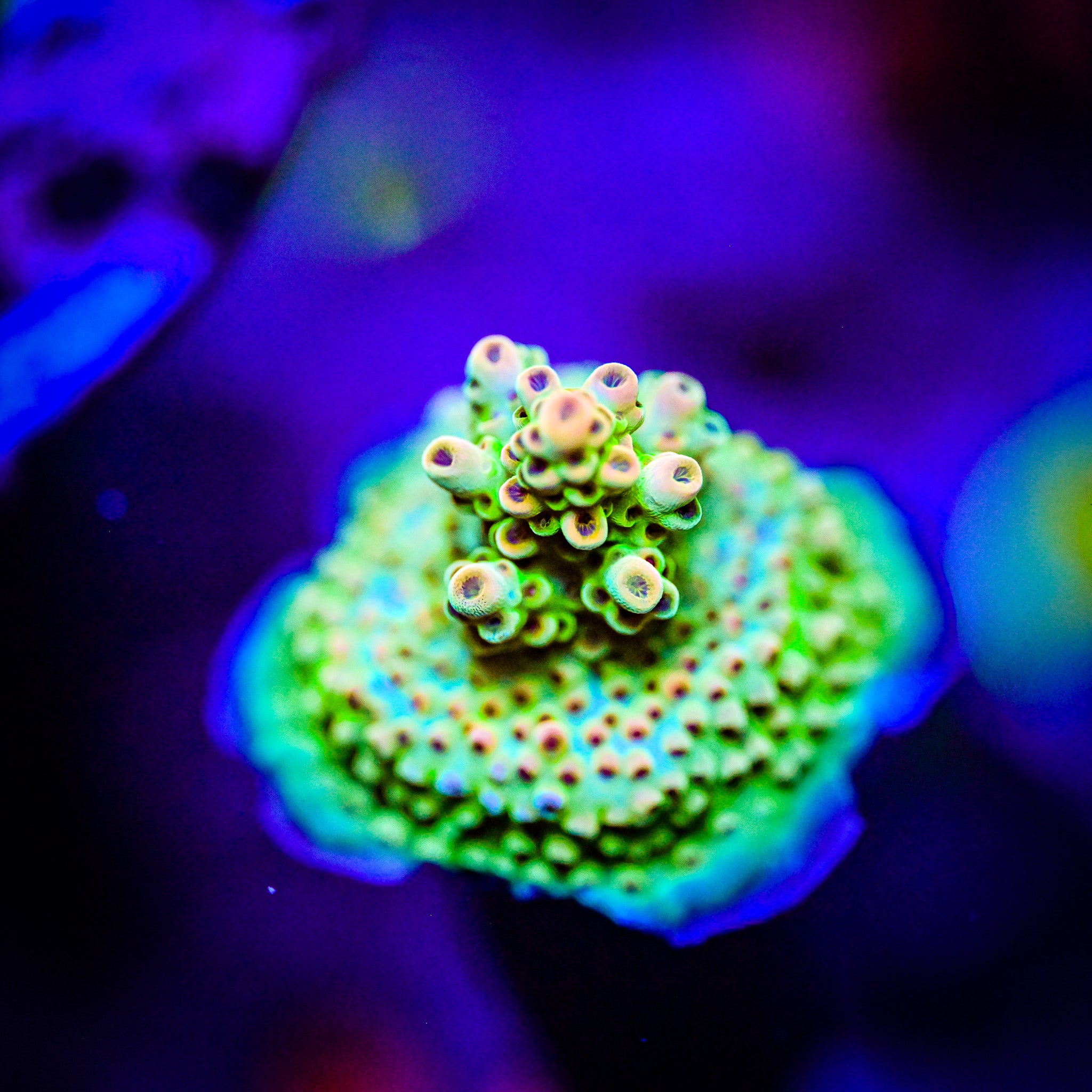 RC Wonderboy Acropora *WYSIWYG*