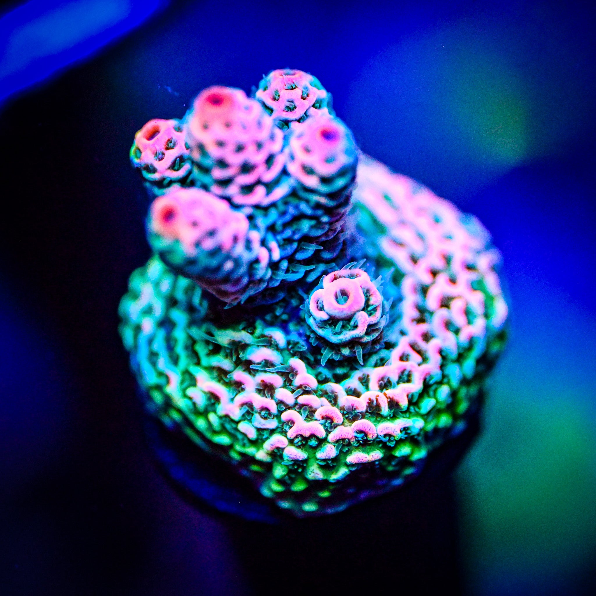 RC Ectoplasm Acropora *WYSIWYG*