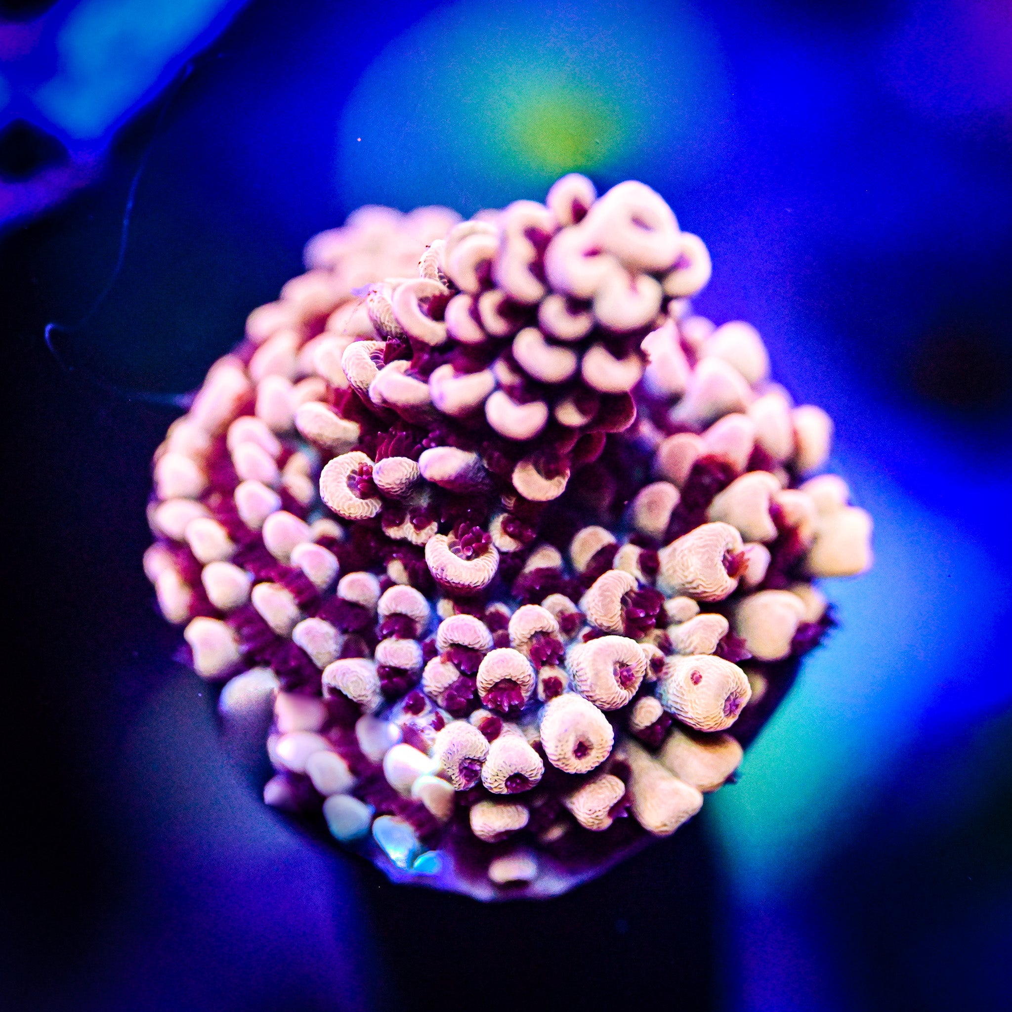 GB Fury Acropora *WYSIWYG*