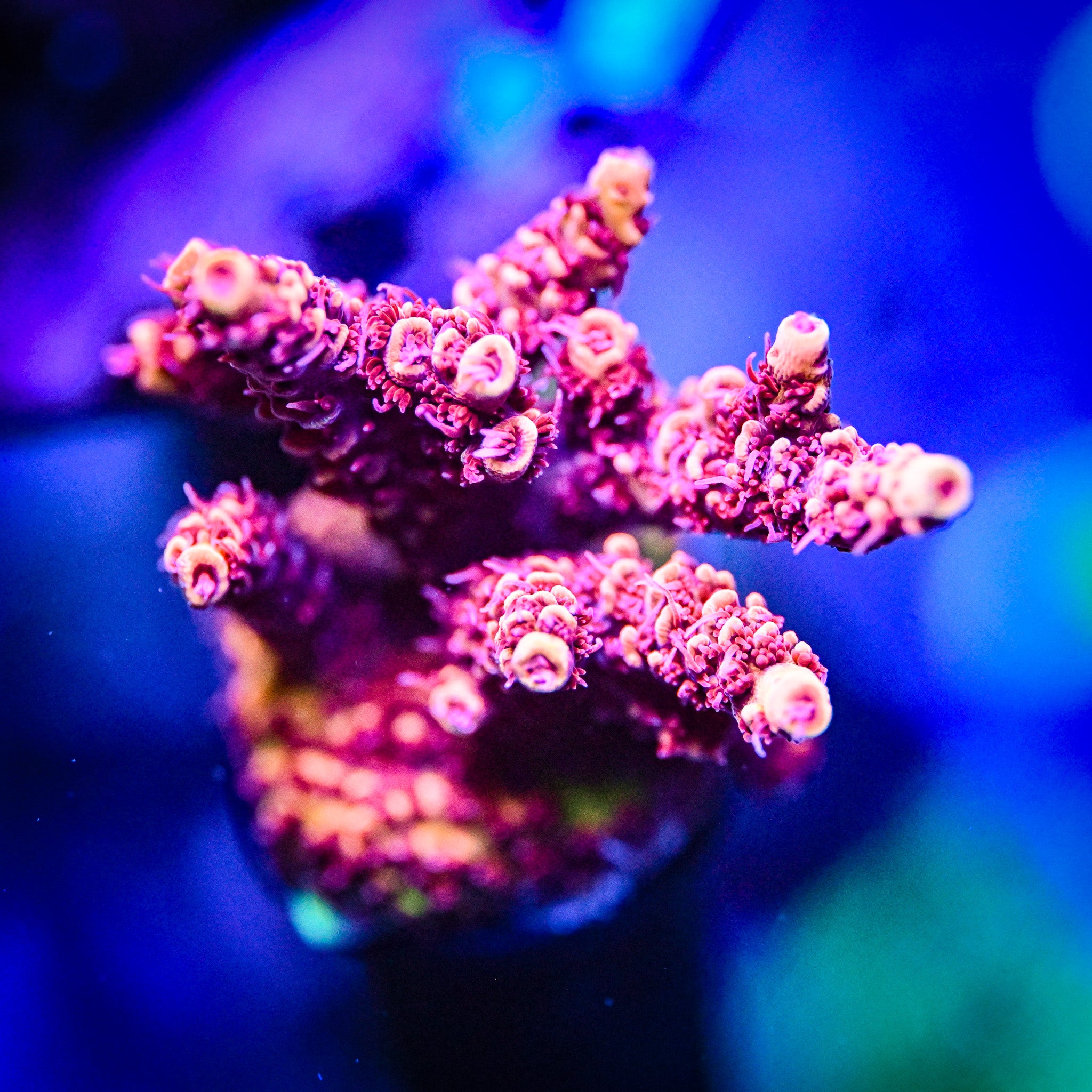 XL RC Heatwave Acropora *WYSIWYG*