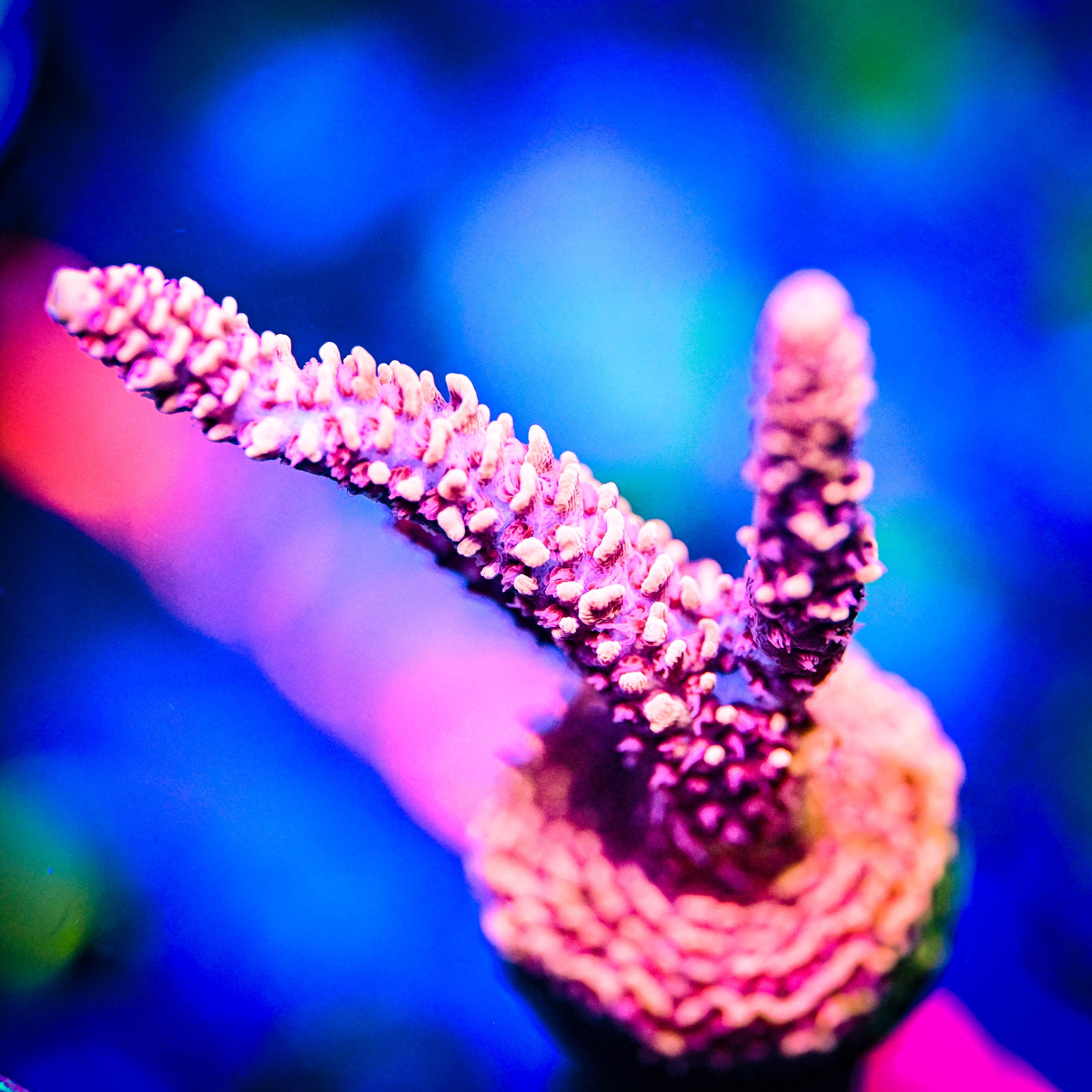 XL RC Heatwave Acropora *WYSIWYG*