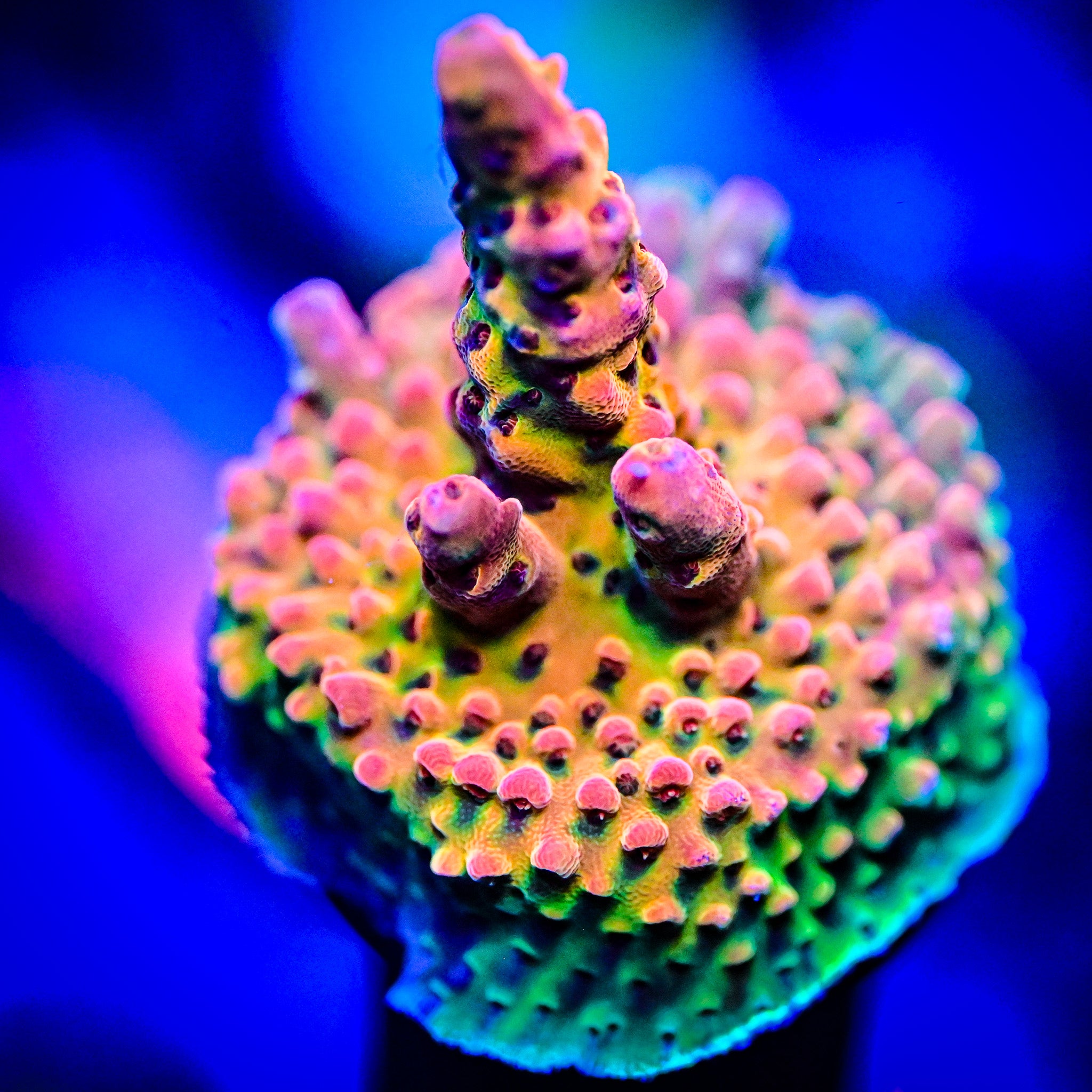 PC Rainbow Acropora Frag *WYSIWYG*