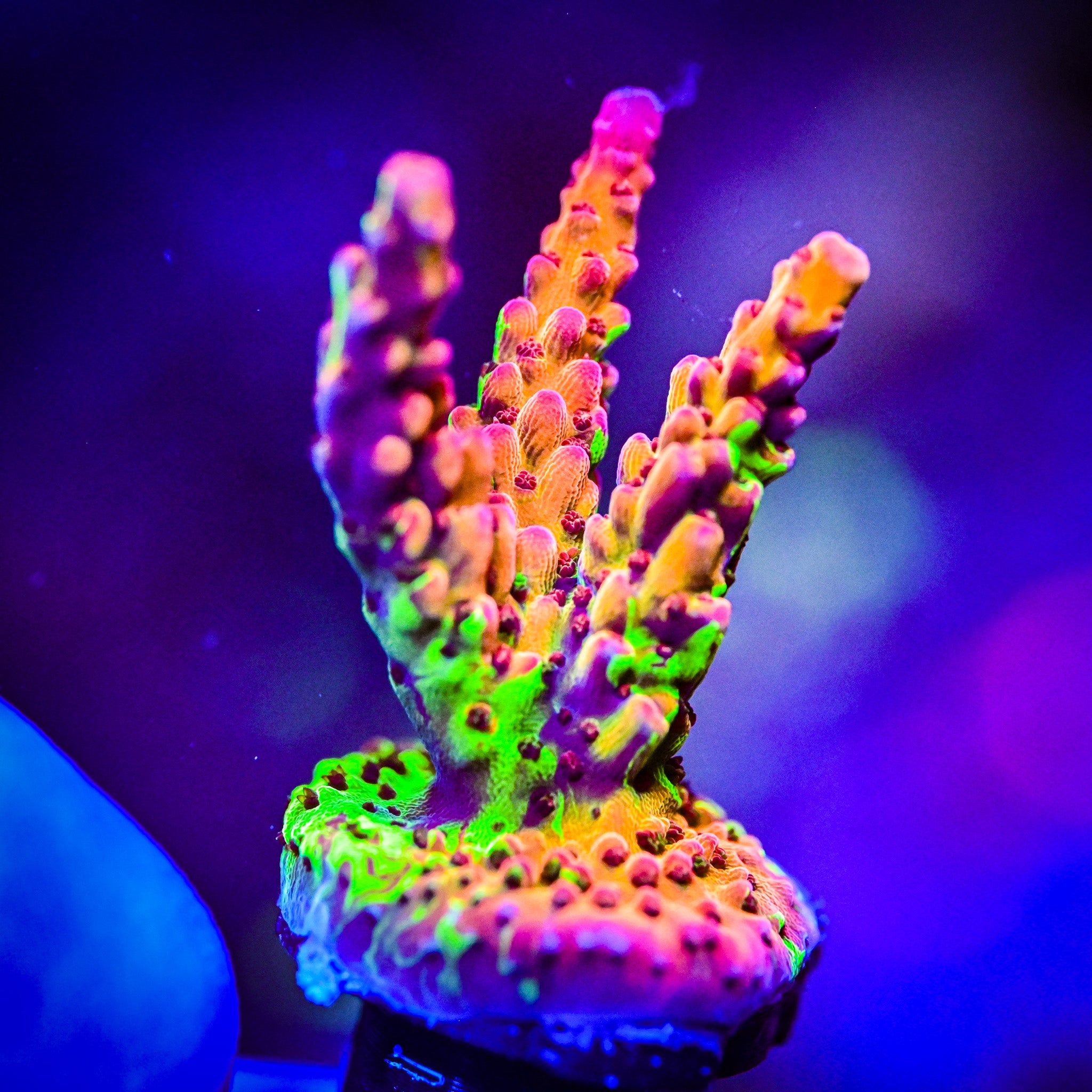 RC Grafted Rainbow Splice *WYSIWYG*