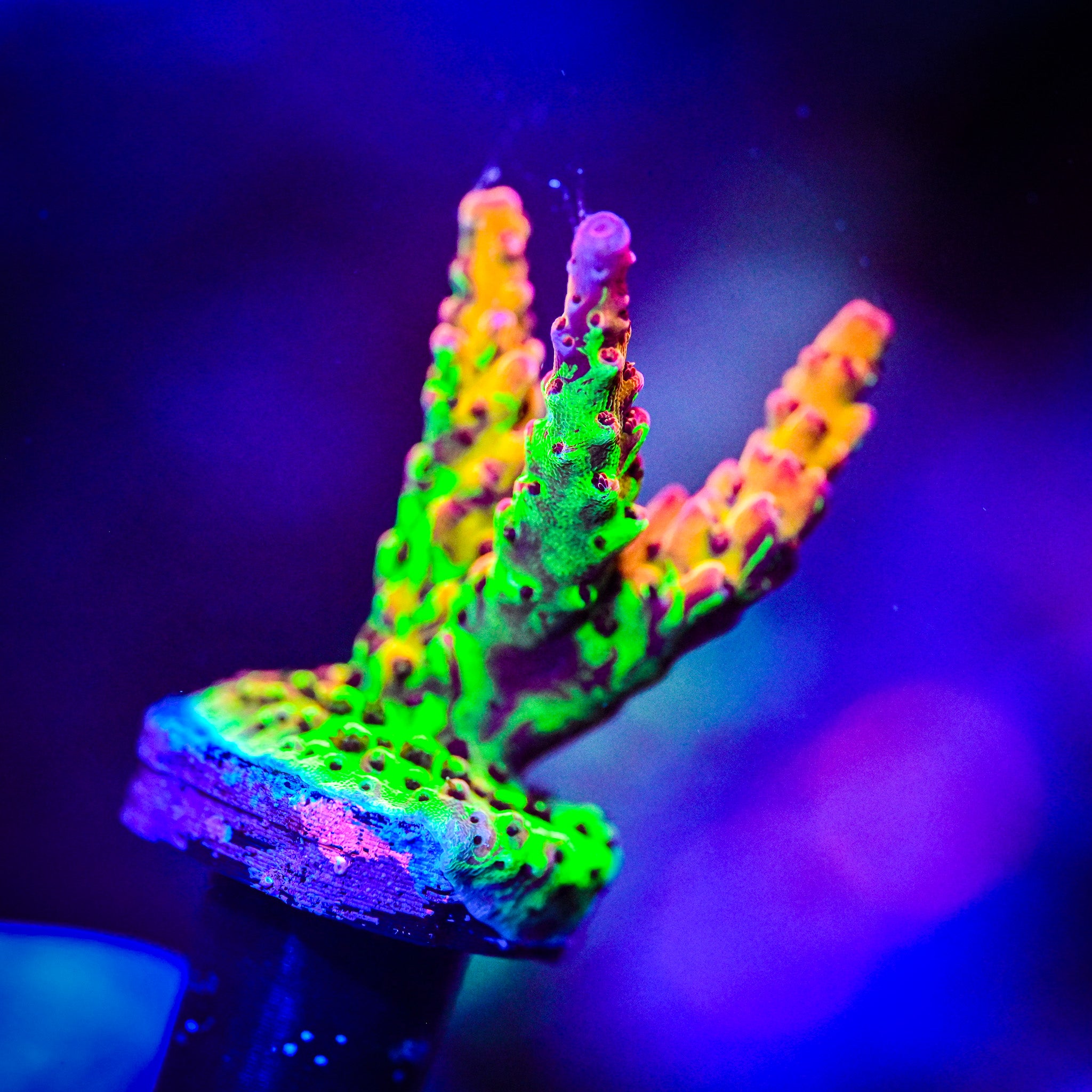 RC Grafted Rainbow Splice *WYSIWYG*