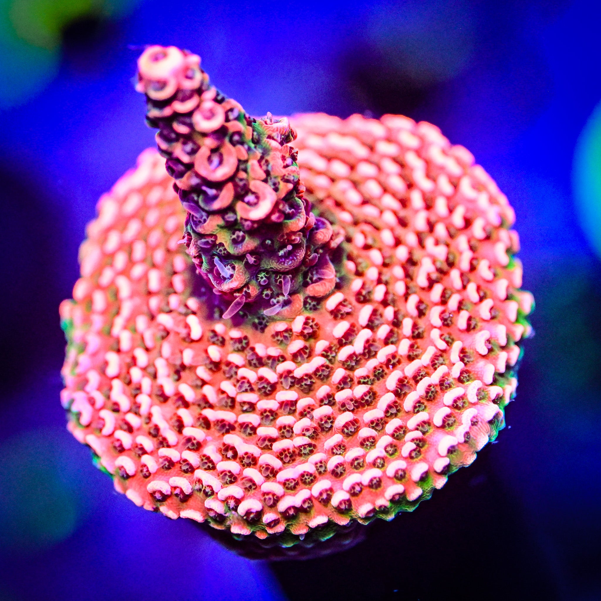 RC Heatwave Acropora *WYSIWYG*