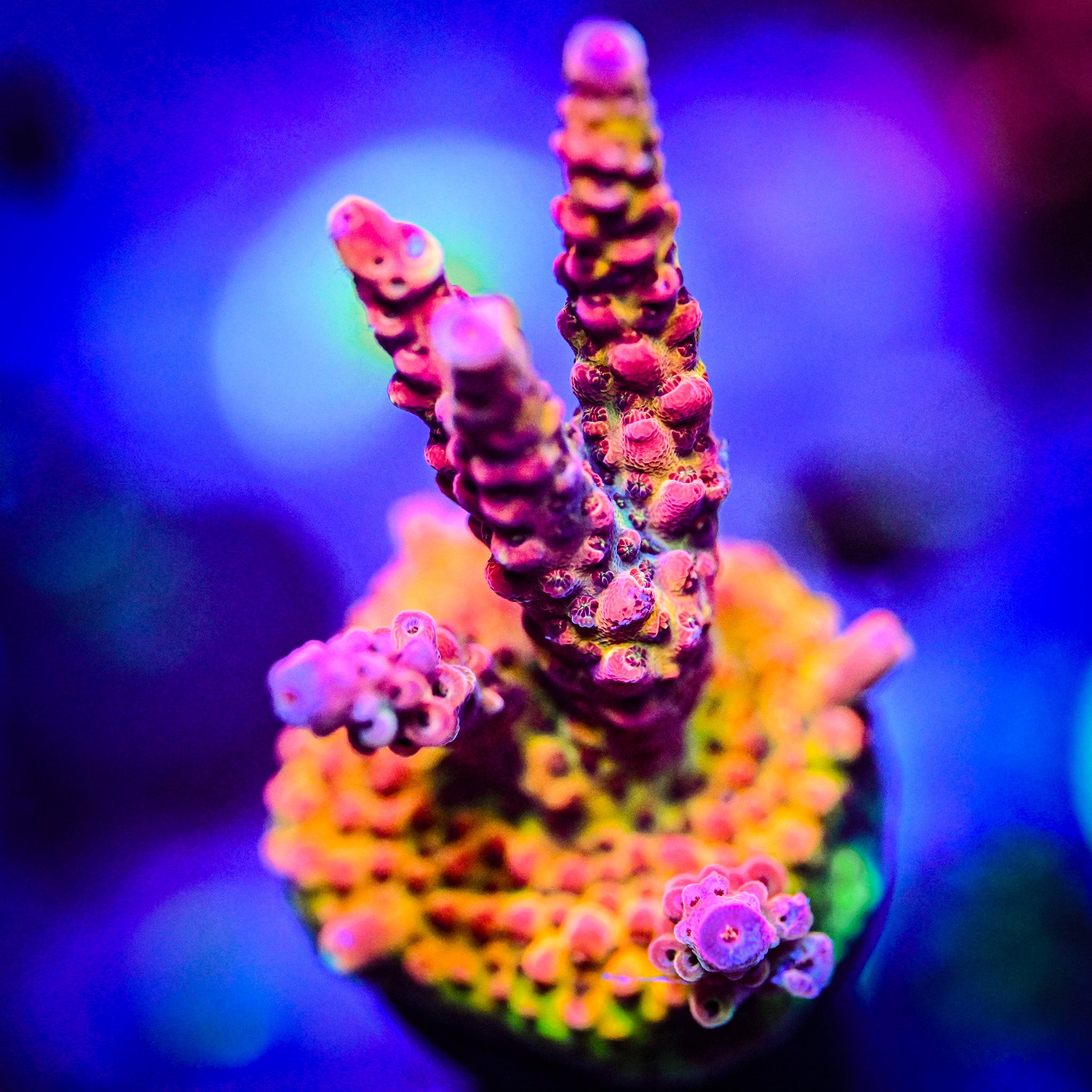 XL PC Rainbow Acropora Frag *WYSIWYG*