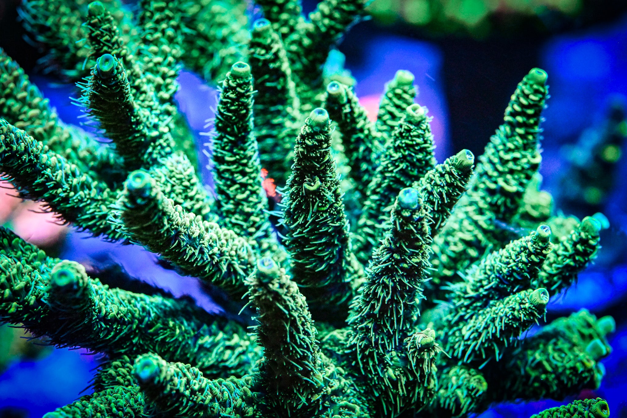 RC Incredible Hulk Acropora