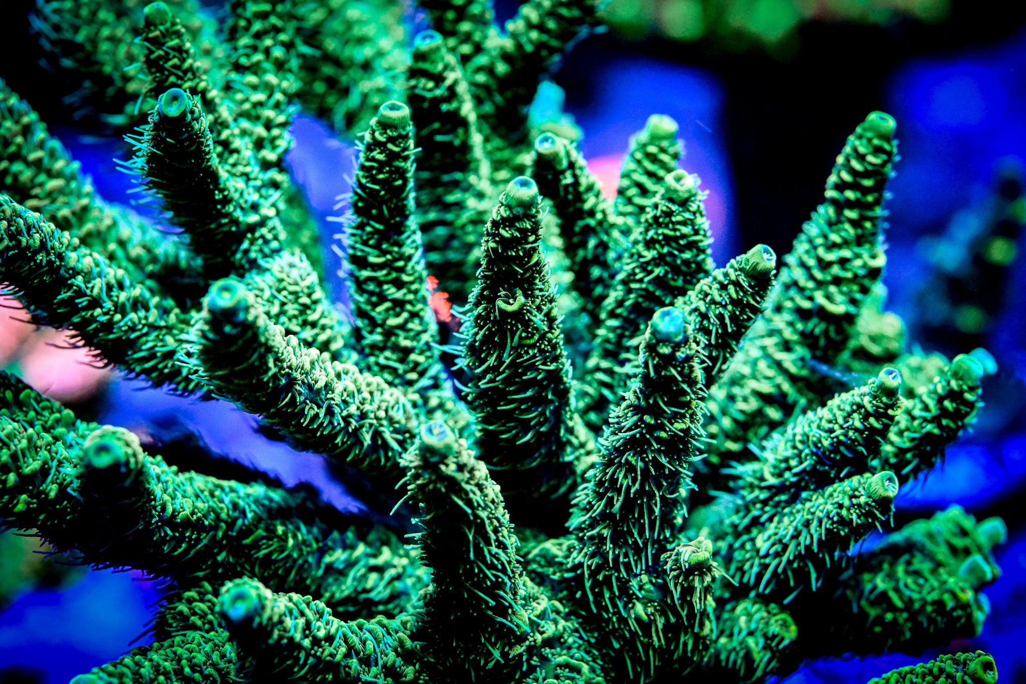 RC Incredible Hulk Acropora *WYSIWYG*