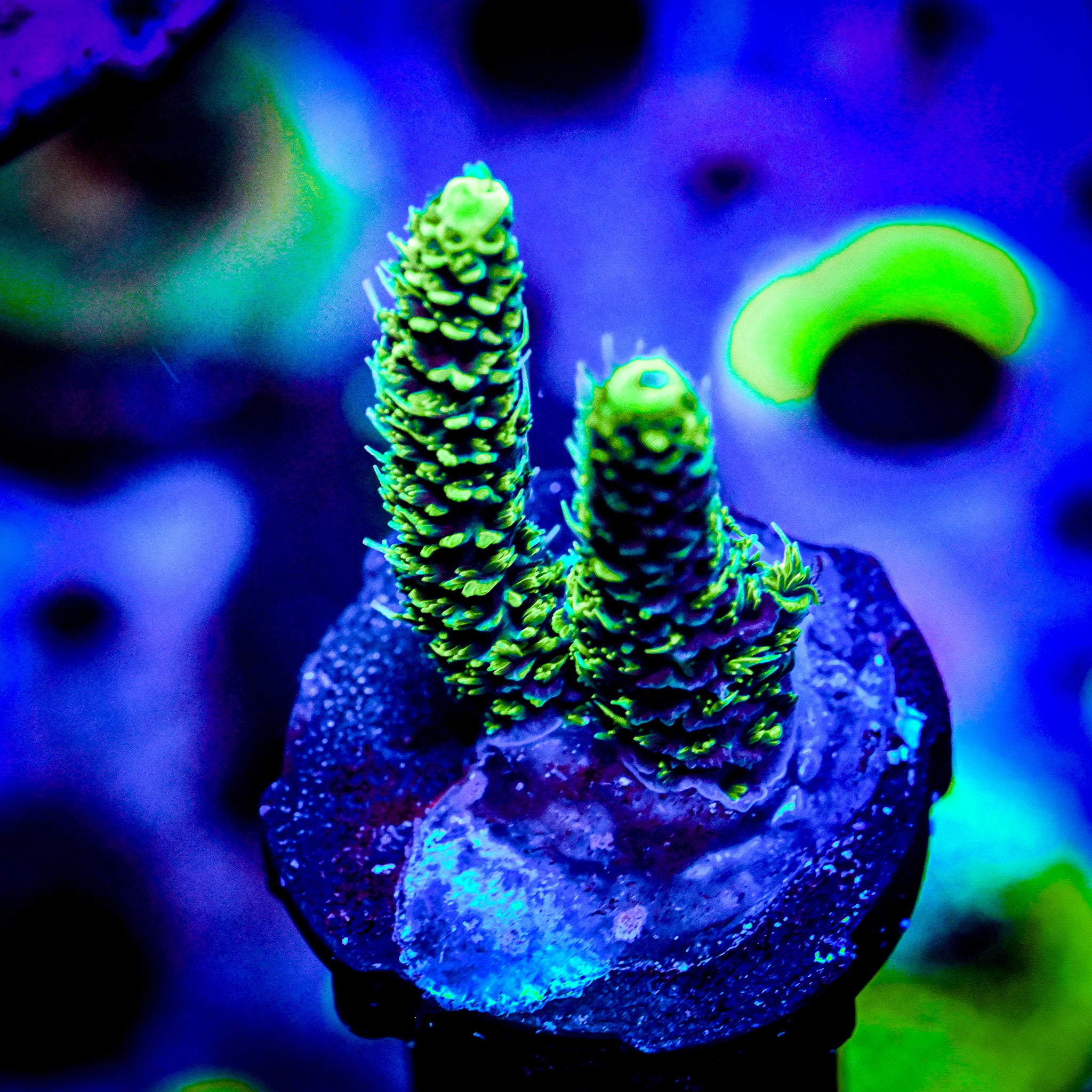 RC Incredible Hulk Acropora *WYSIWYG*
