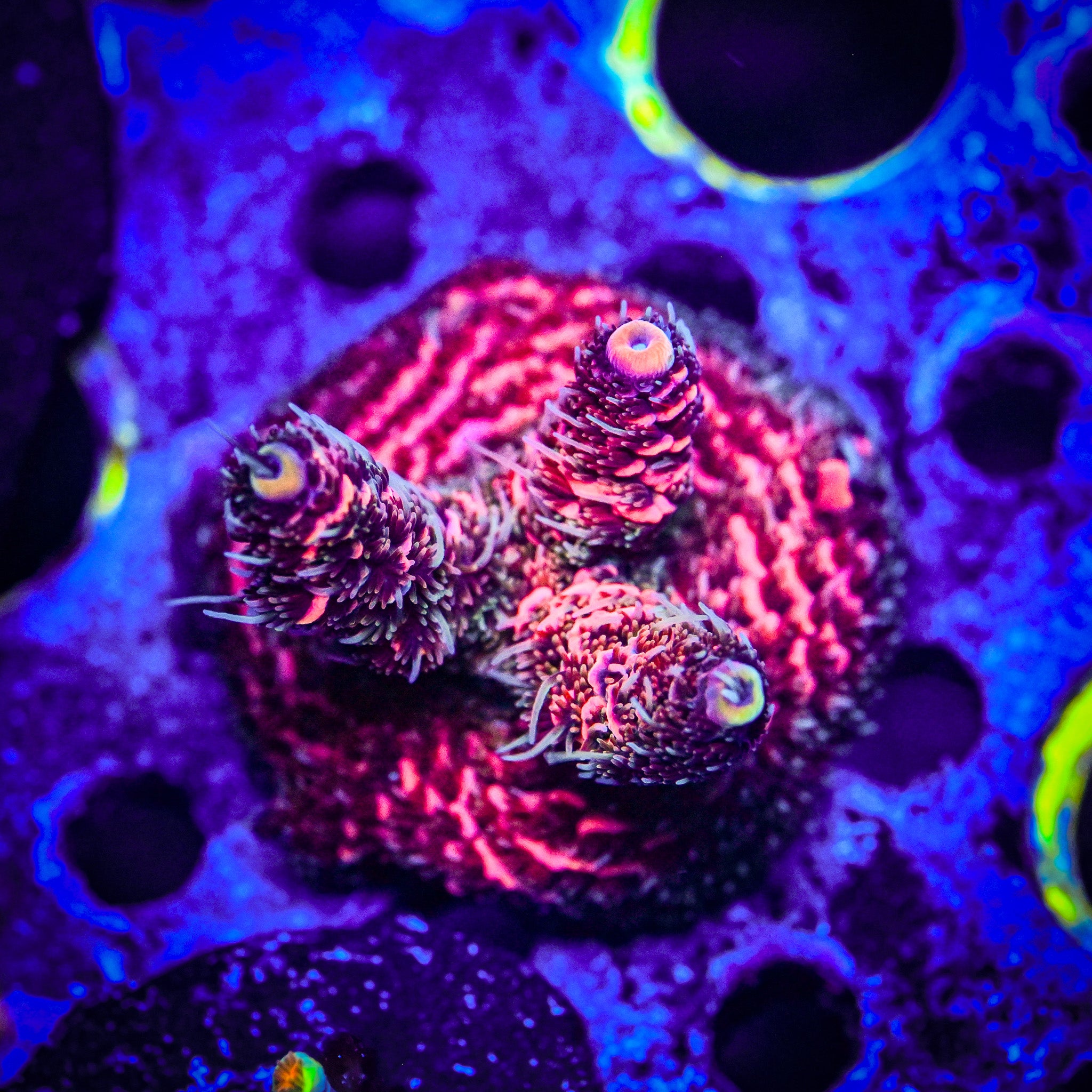 RC Furiosa Acropora *WYSIWYG*