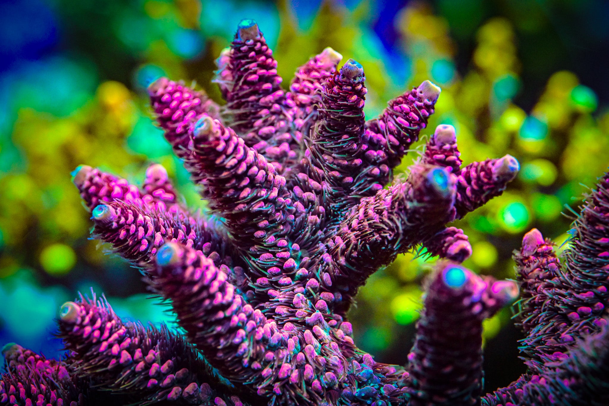 RC Space Jam Acropora Frag