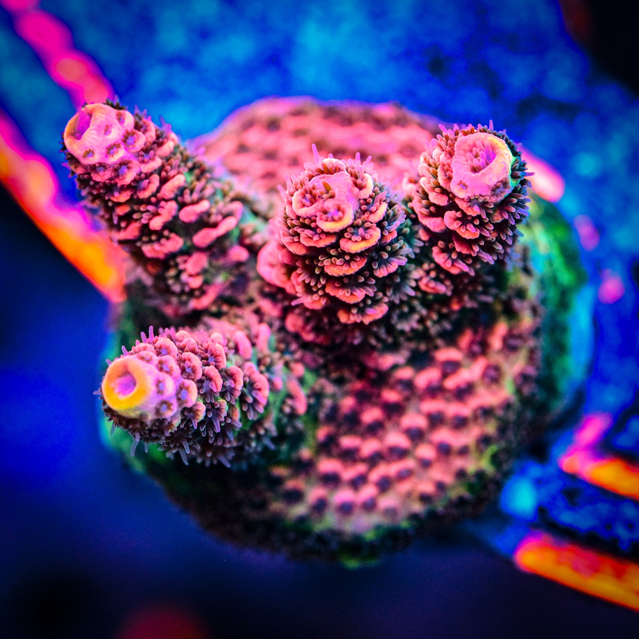 RC Furiosa Acropora *WYSIWYG*