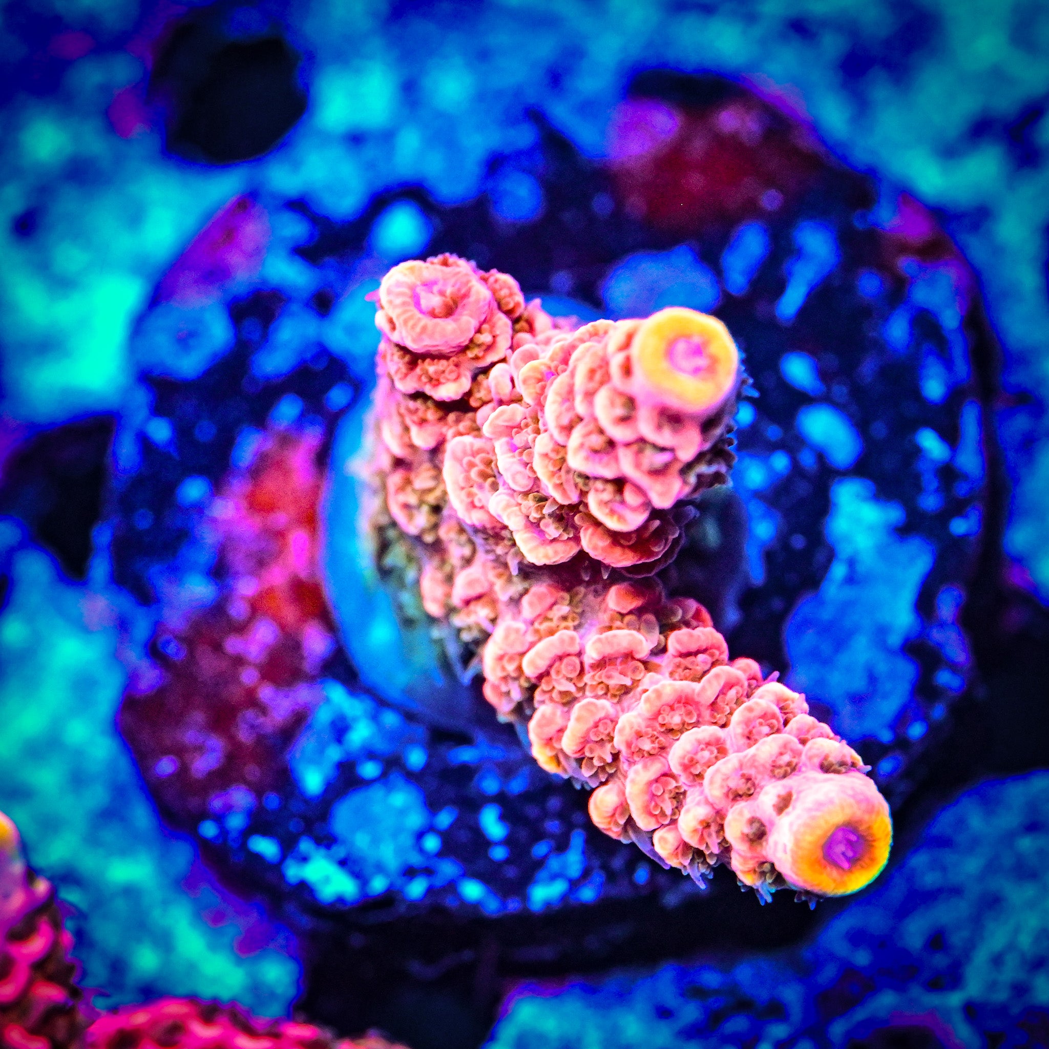 RC Furiosa Acropora *WYSIWYG*