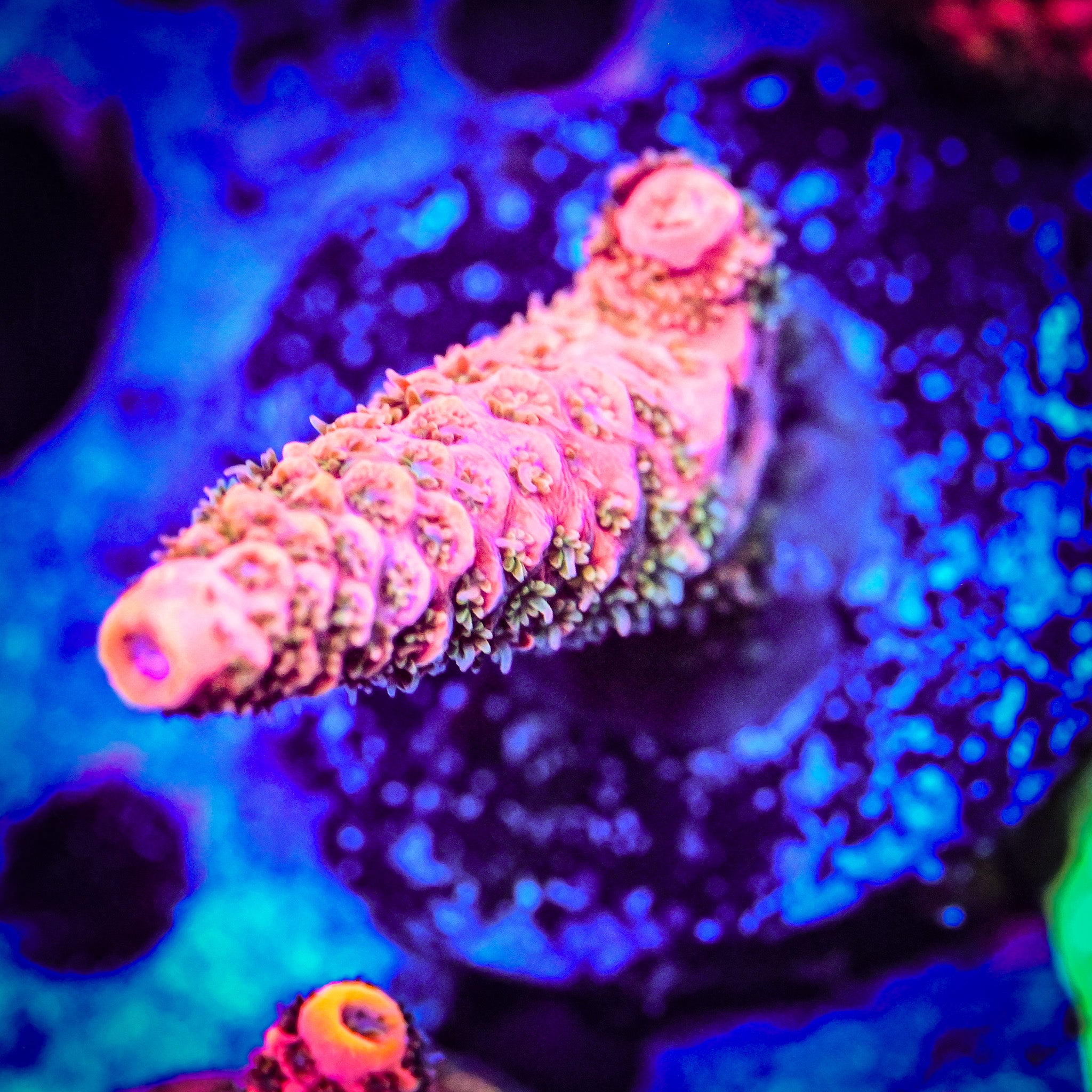 RC Furiosa Acropora *WYSIWYG*