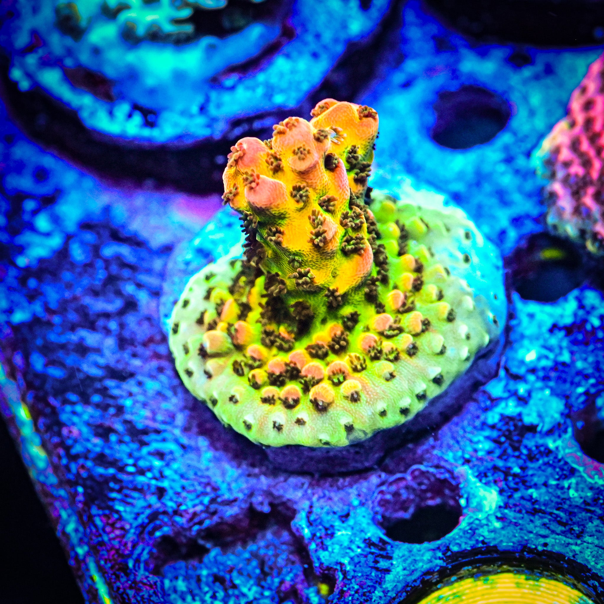 PC Rainbow Acropora Frag *WYSIWYG*